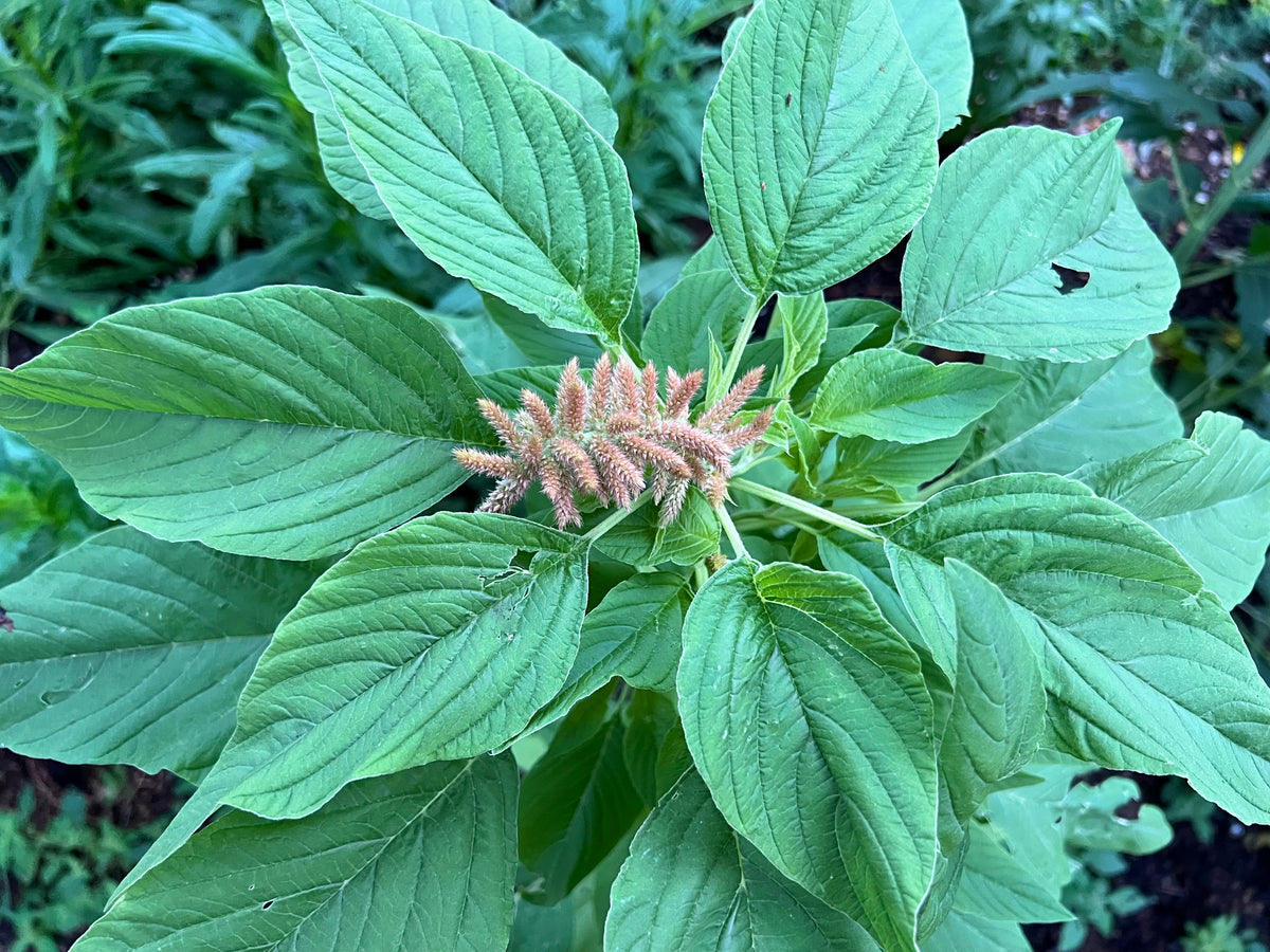 GREENS, "Folong" Amaranth UJAMAA SEEDS