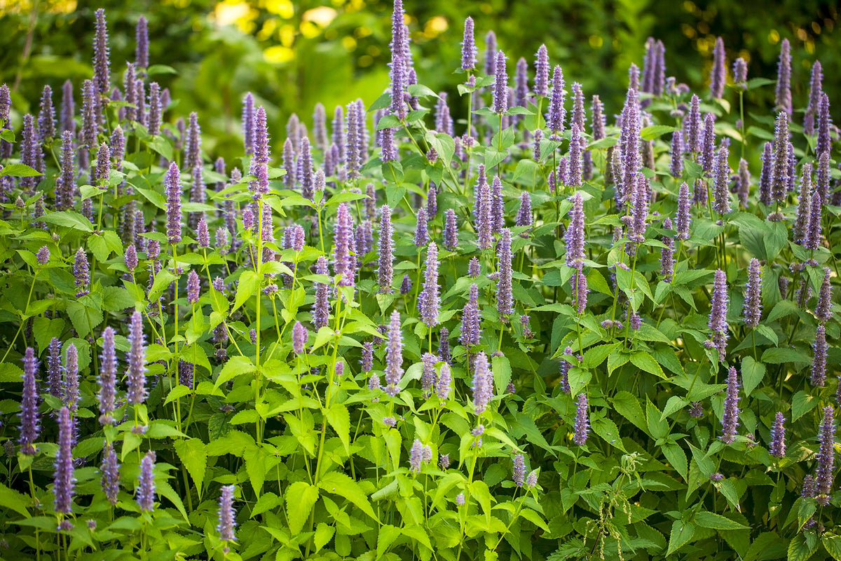 FLOWER, Anise Hyssop UJAMAA SEEDS