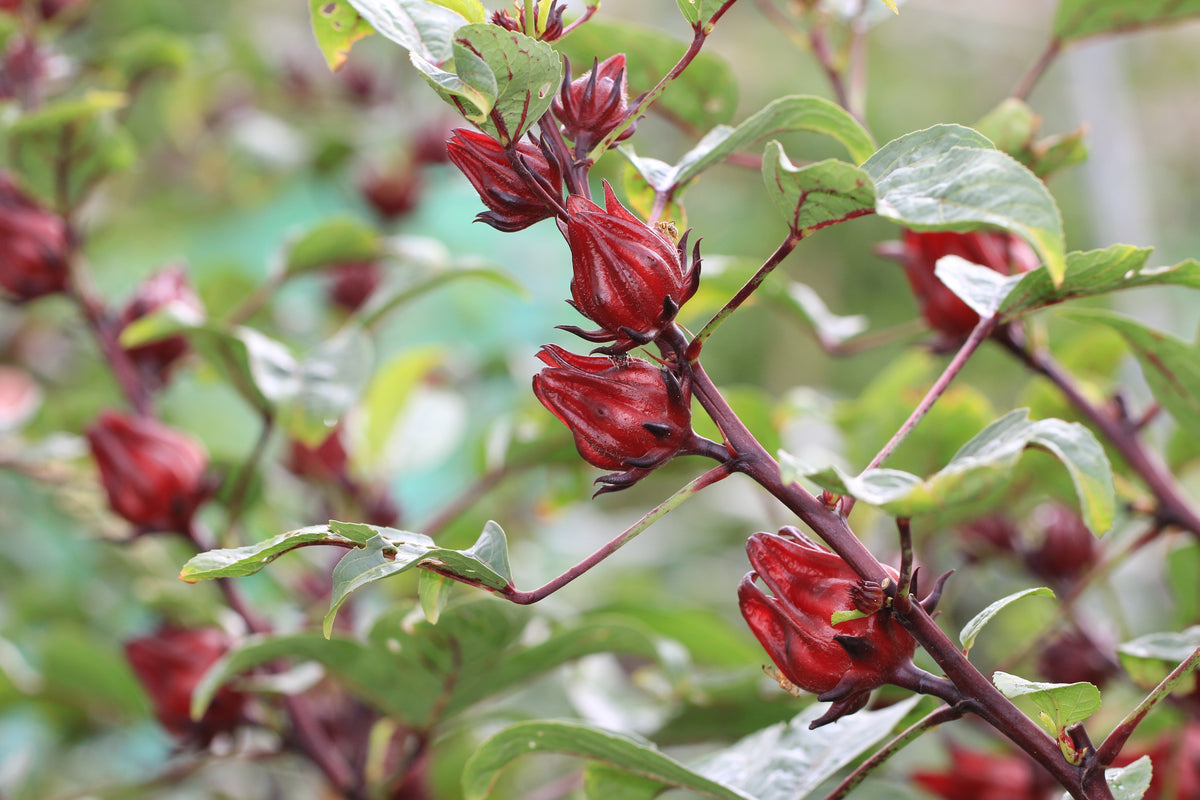 roselle plant seeds Asian Sour Leaf Roselle Hibiscus (Sorrel) – UJAMAA SEEDS
