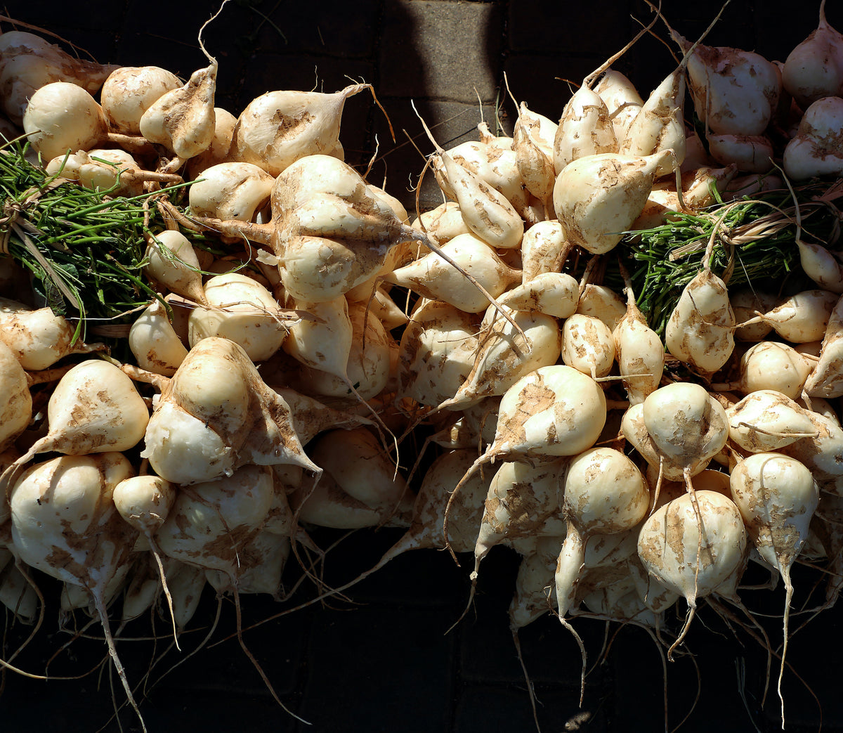 planting jicama seeds Thai Jicama – UJAMAA SEEDS