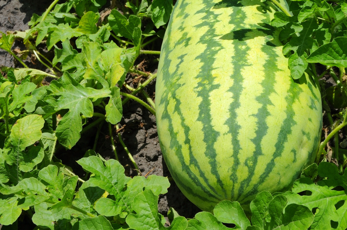 plant watermelon seeds in july Jubilee Improved Watermelon – UJAMAA SEEDS