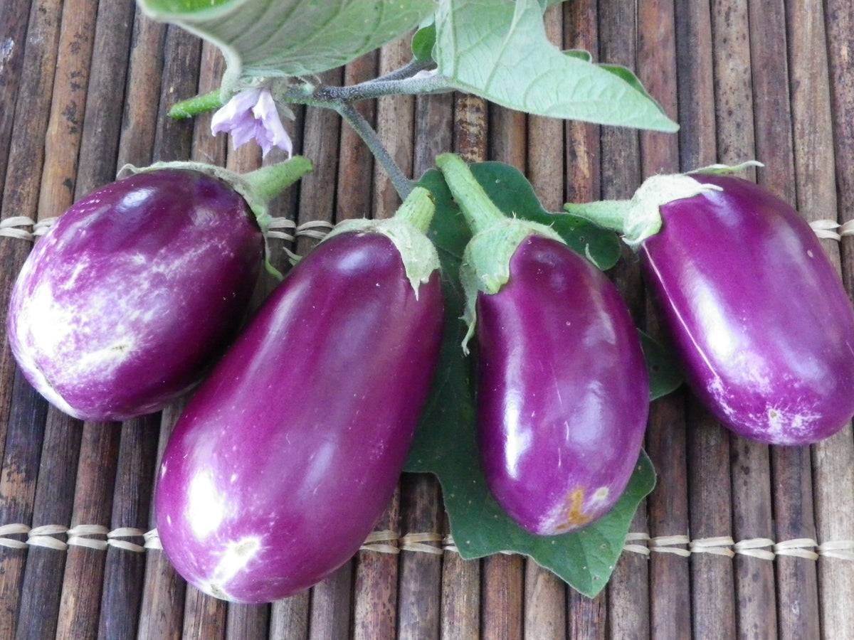 EGGPLANT, Rosita UJAMAA SEEDS