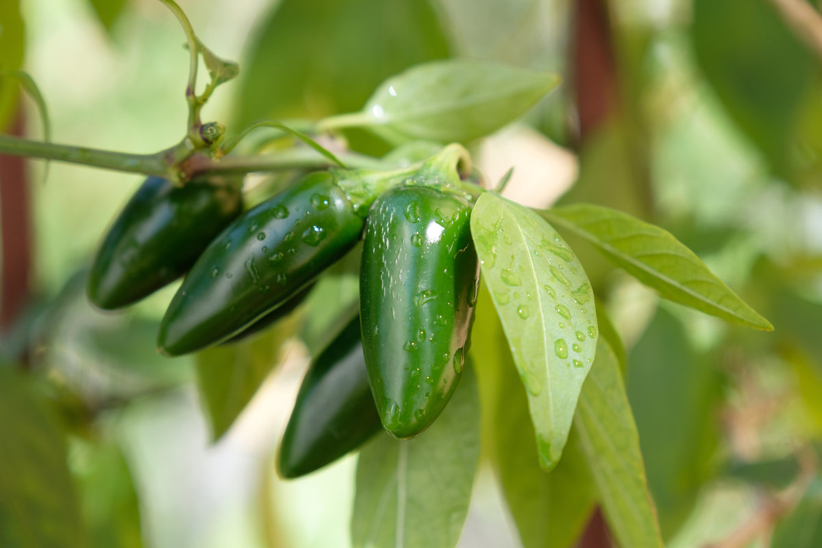 Pepper Early Jalapeno Ujamaa Seeds