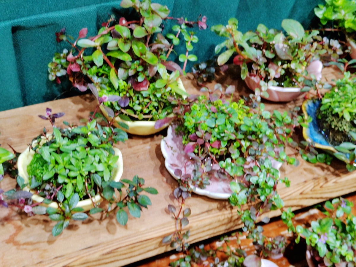 purslane indoor plant Common Purslane – UJAMAA SEEDS