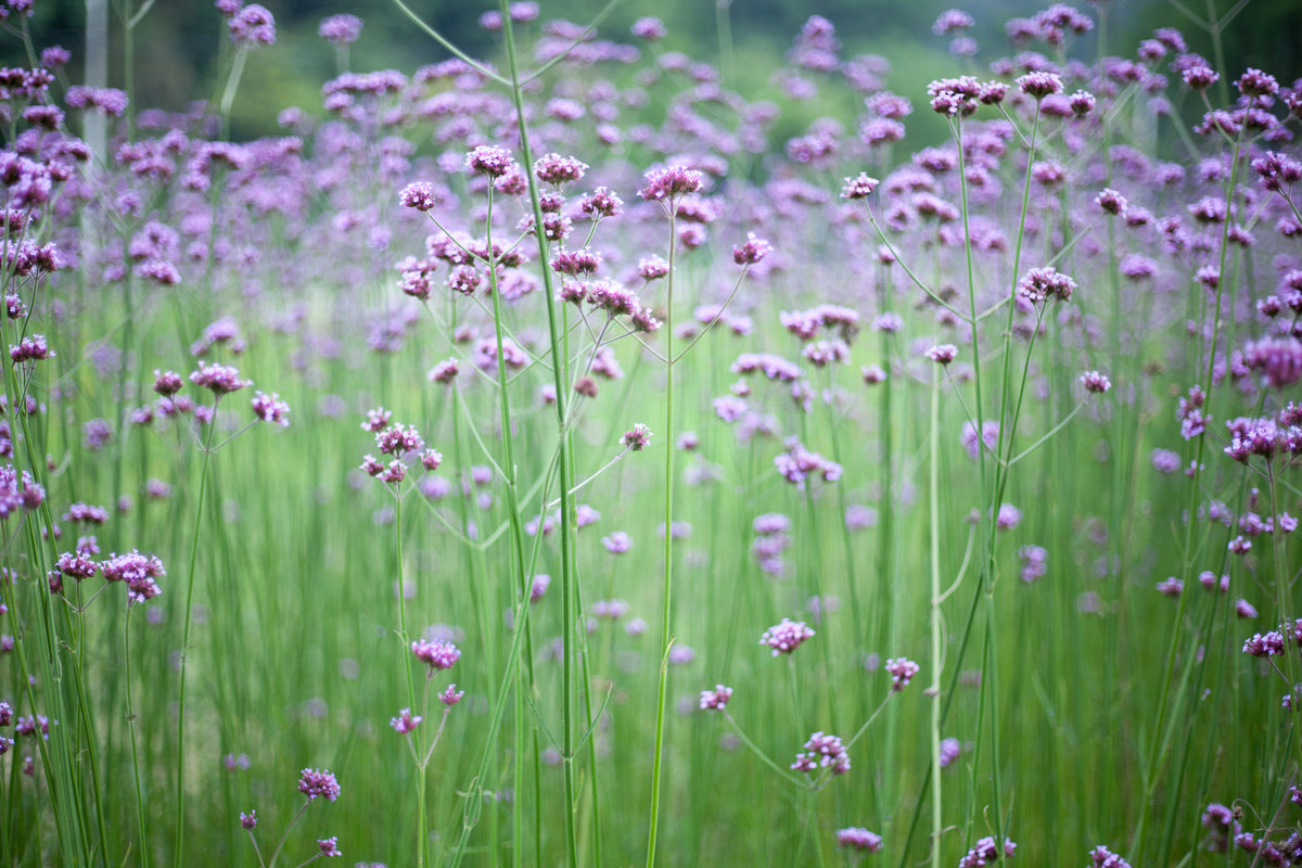 Purpletop Vervain – UJAMAA SEEDS