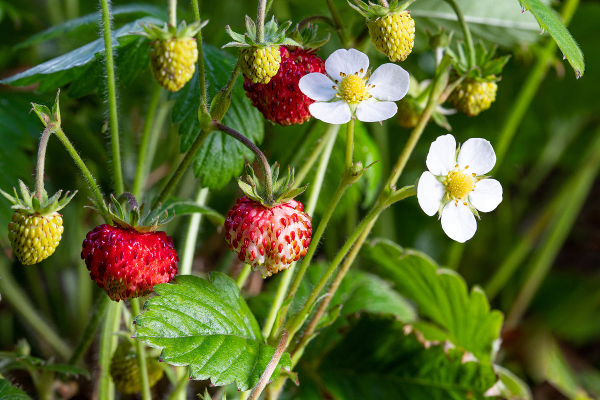 wild strawberry seeds for sale Woodland Strawberry – UJAMAA SEEDS