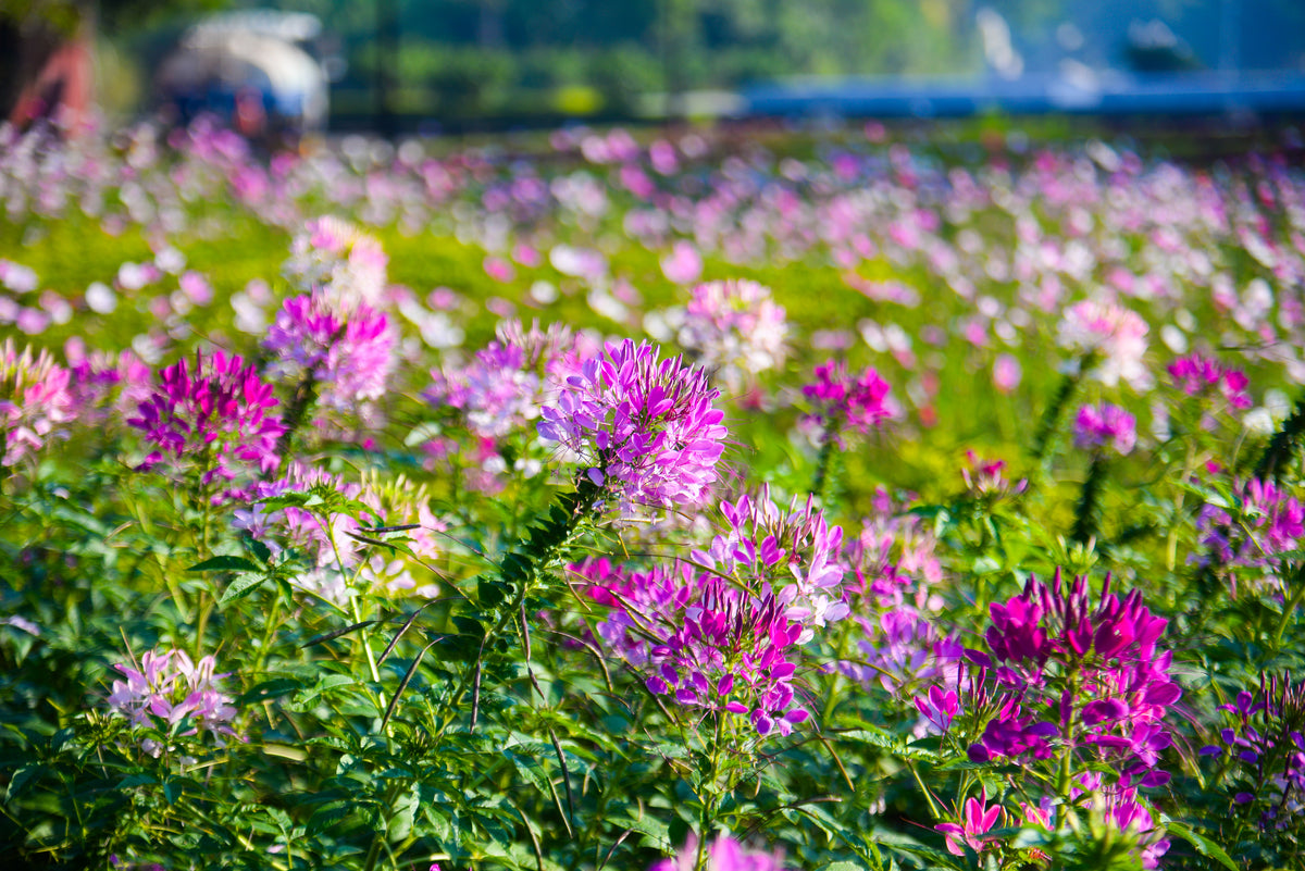 Cleome (Spider Flower) – UJAMAA SEEDS