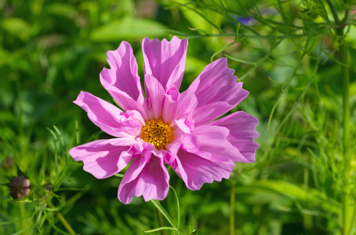 Double Click Mix Cosmos – STEAM ONWARD/Ujamaa Cooperative Farming