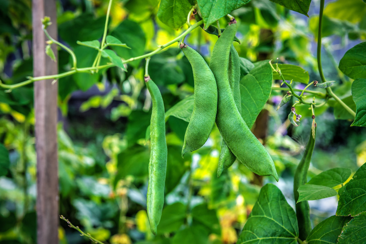 Thorogreen Lima Bean (Bush) – UJAMAA SEEDS