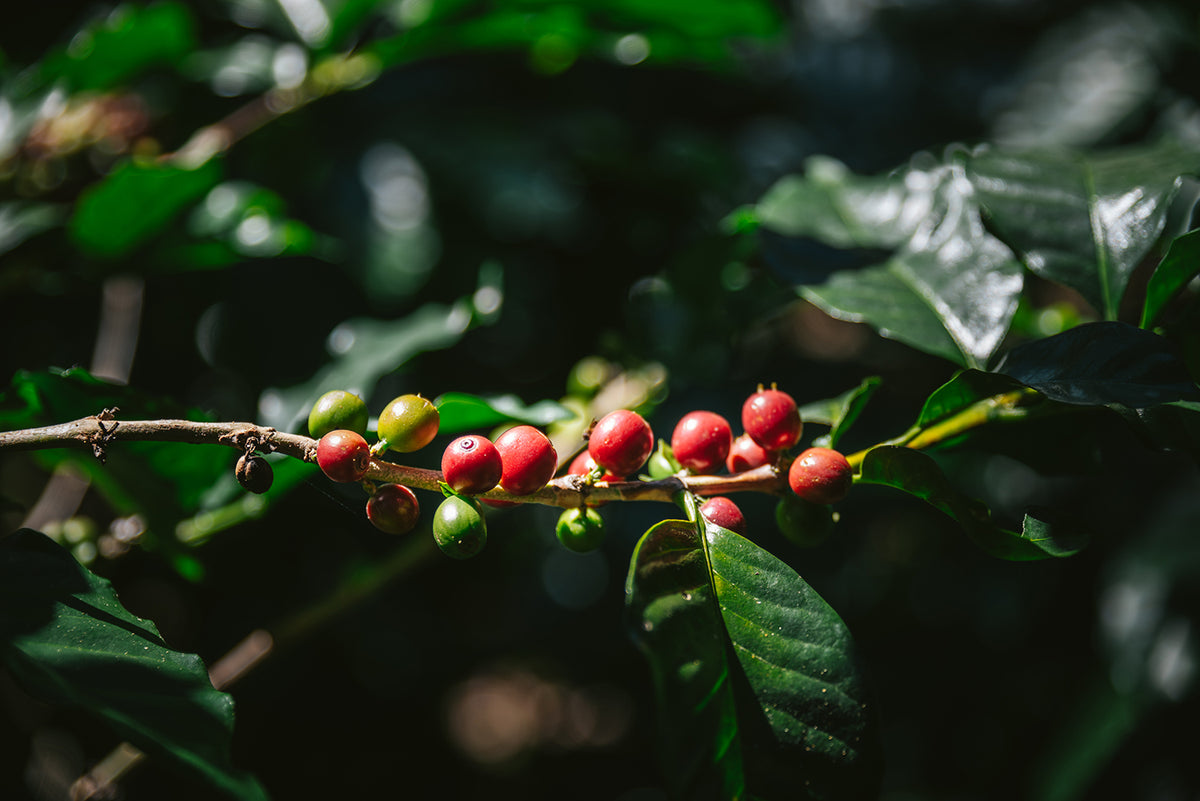 arabikaです！ Arabica Coffee – UJAMAA SEEDS