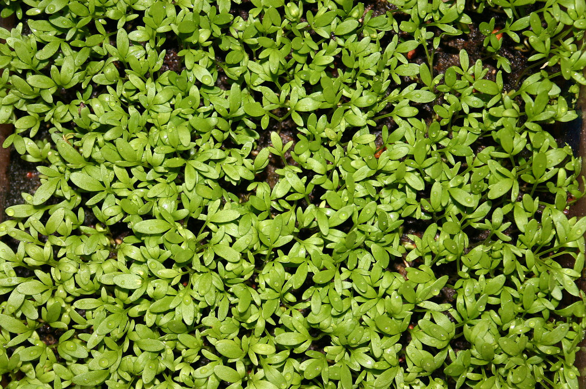 Cress, Dutch Broadleaf (Organic) - Adaptive Seeds