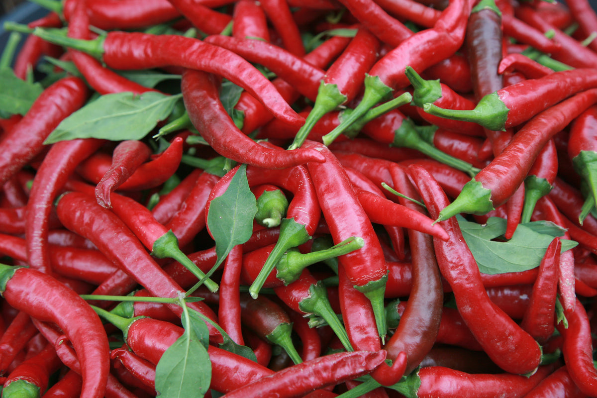 Carolina Cayenne Pepper – TheUrbanHarvest