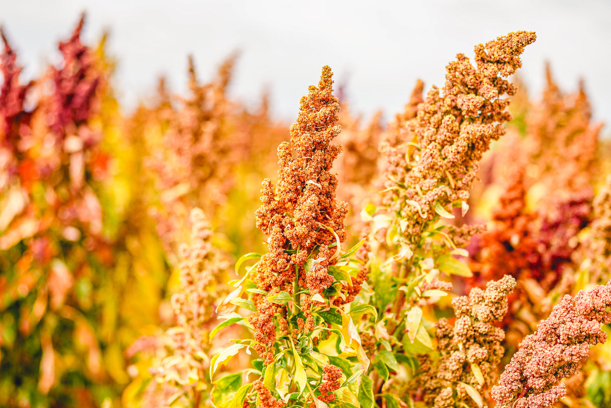 quinoa seed plant Biobio Quinoa – UJAMAA SEEDS