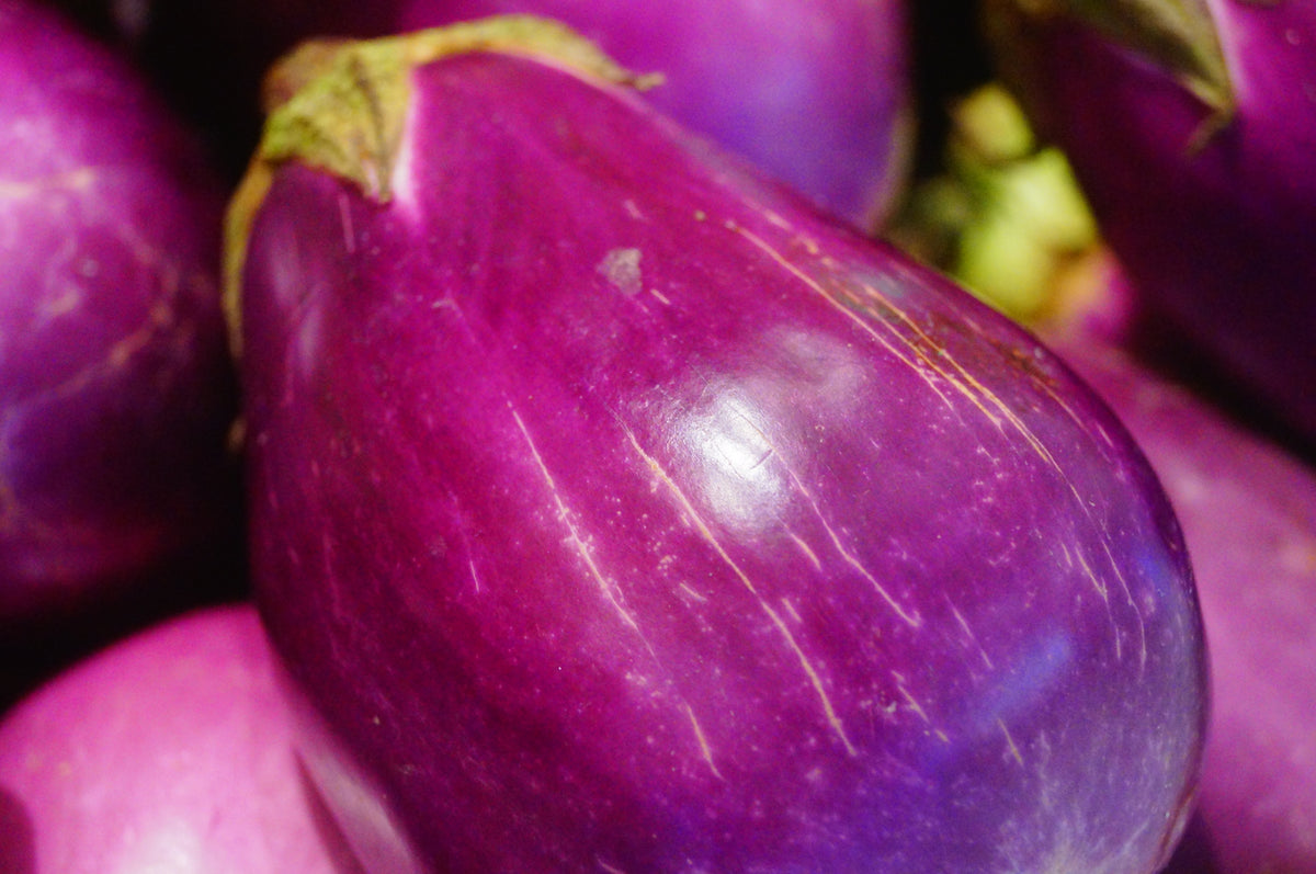 EGGPLANT, Rosita UJAMAA SEEDS