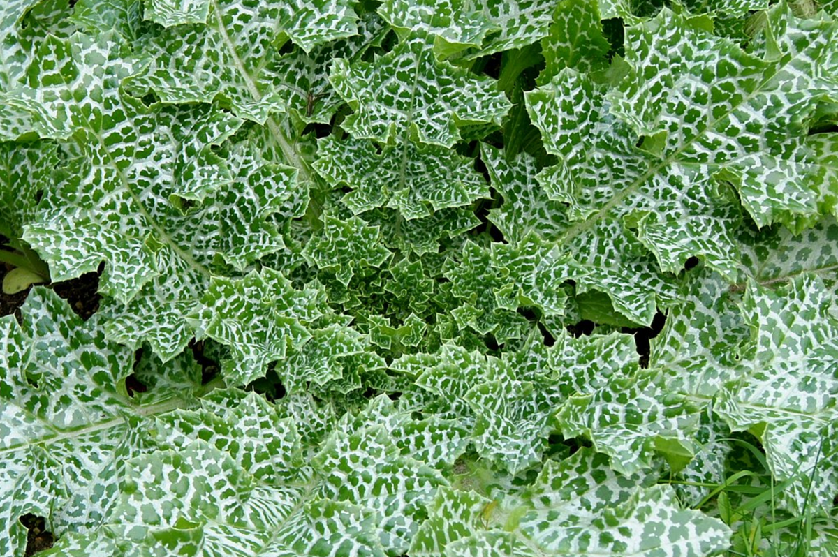 Milk Thistle – UJAMAA SEEDS