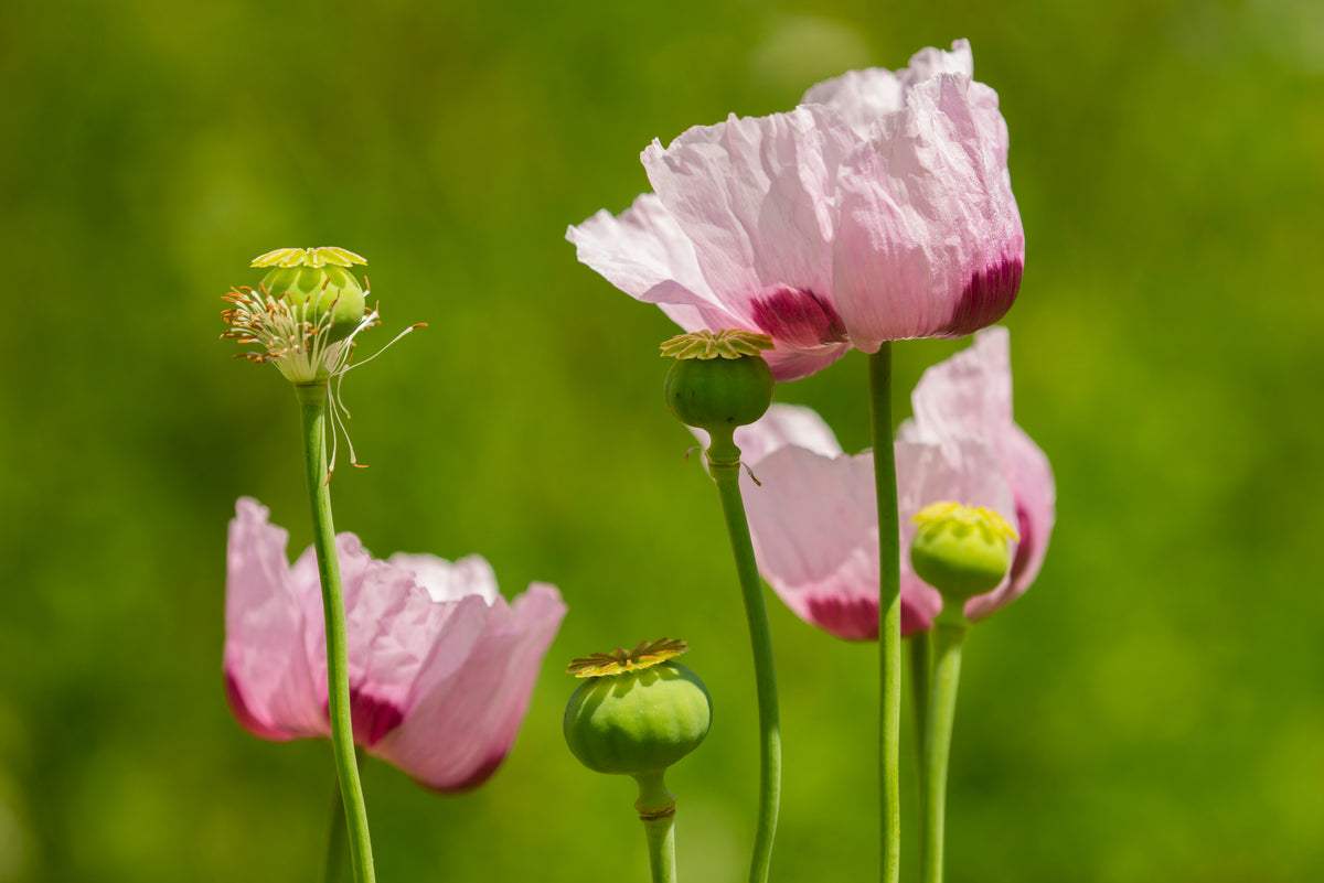 Izmir Poppy – UJAMAA SEEDS