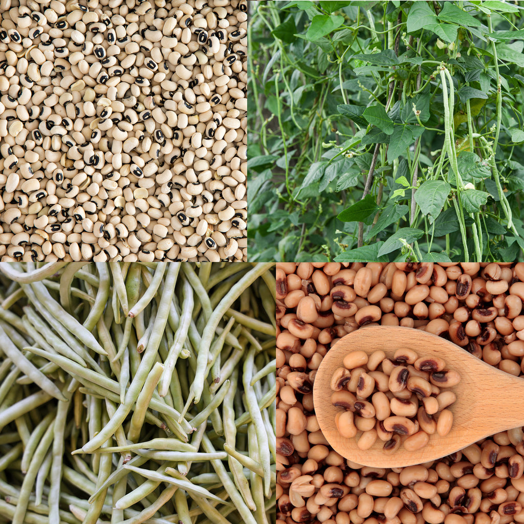 Black Eyed Peas Field Peas New Pest Resistant Black Eyed Peas Set To