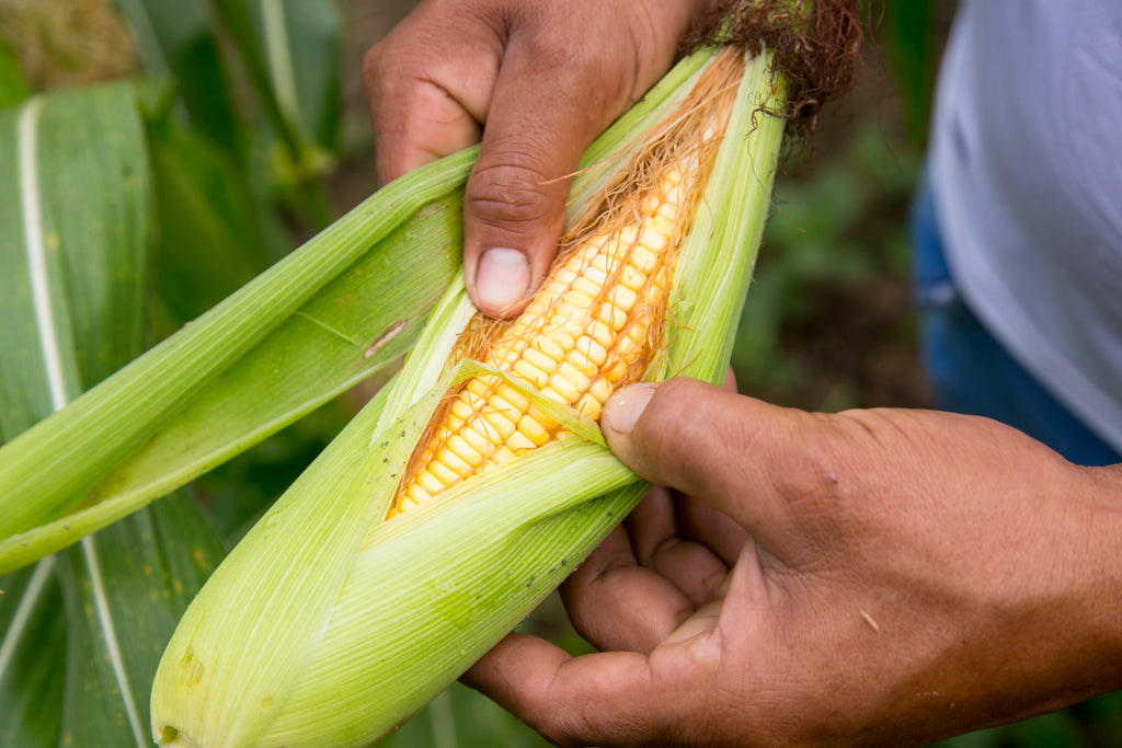 GROWING BACKYARD CORN