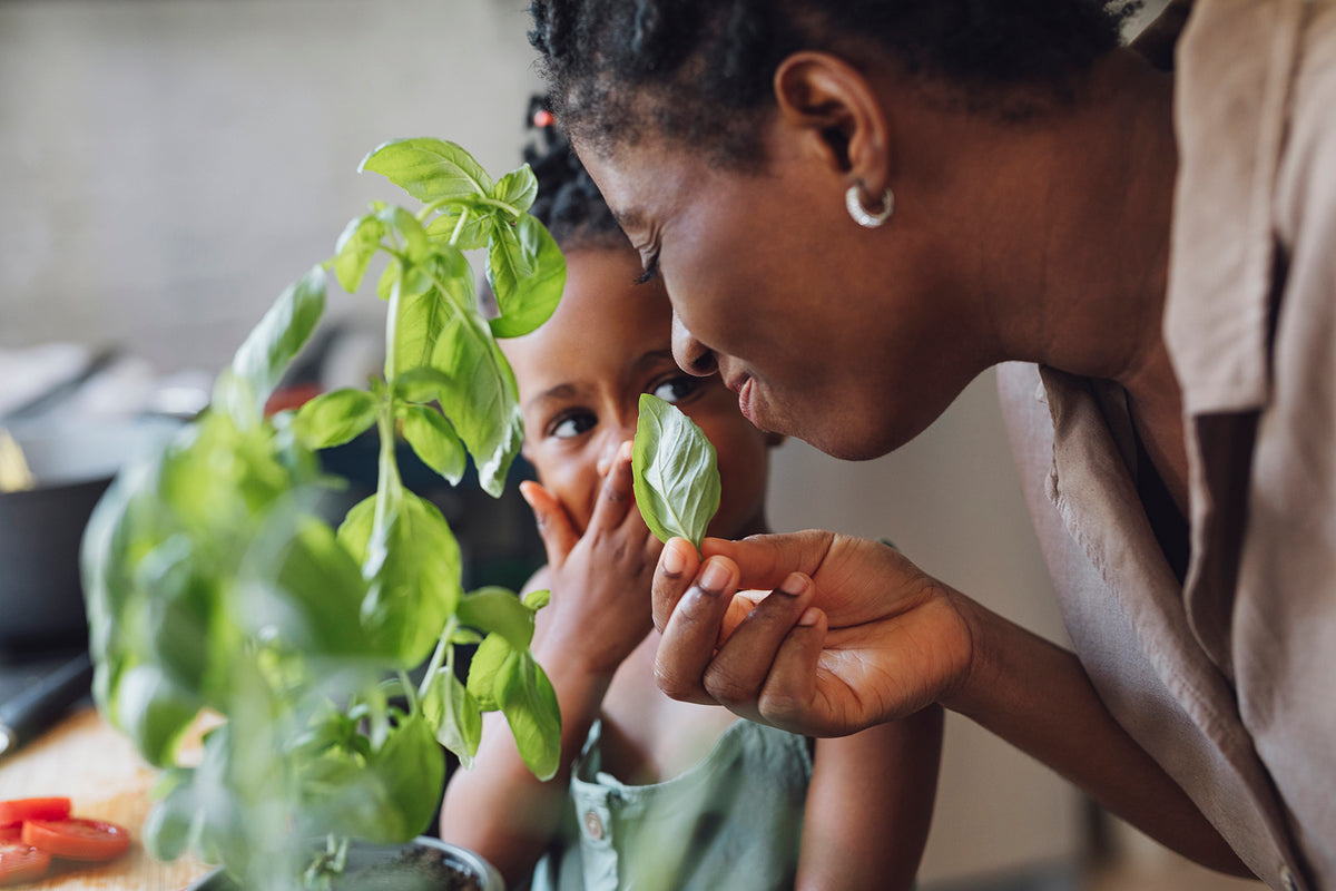 Growing Herbs Indoors Is Easy! – Ujamaa Seeds