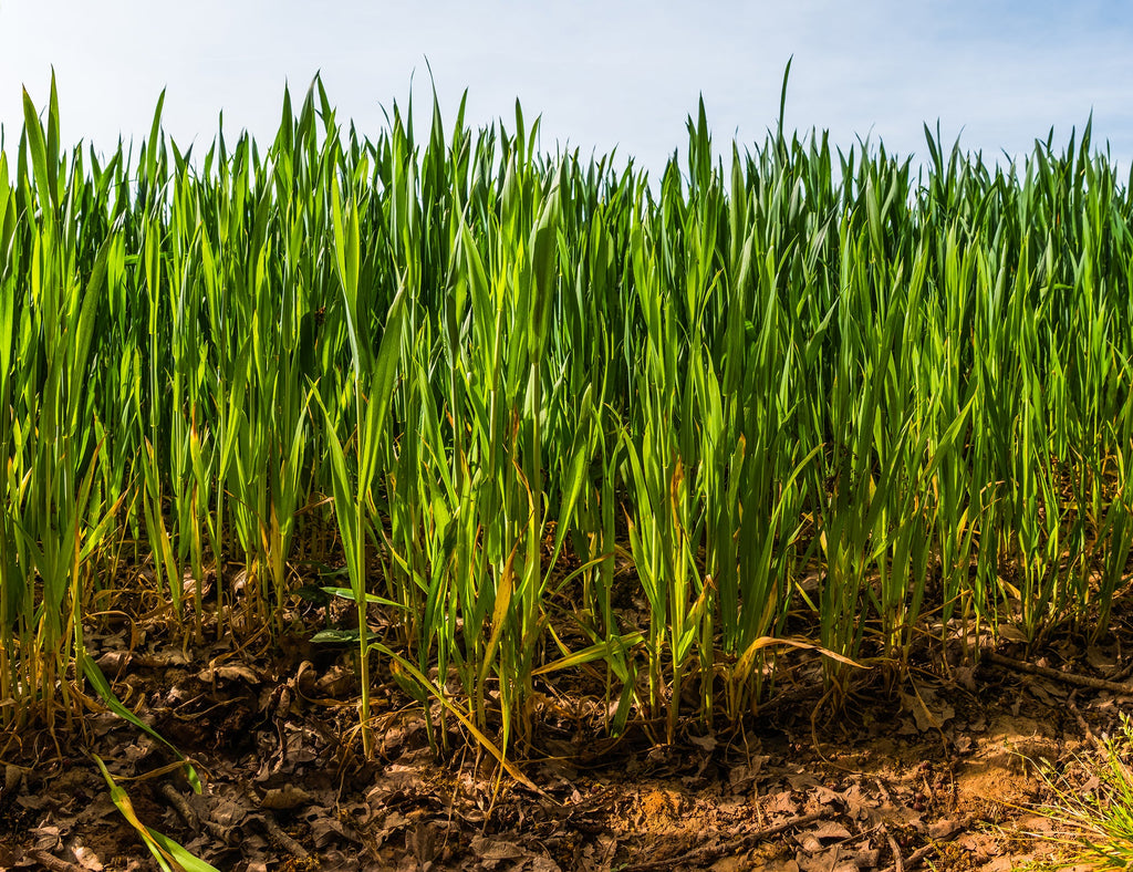 COVER CROPS