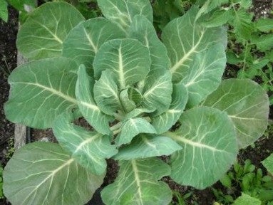 Vegetable seeds online. Grow vegetable from seeds. Heirloom vegetable seeds