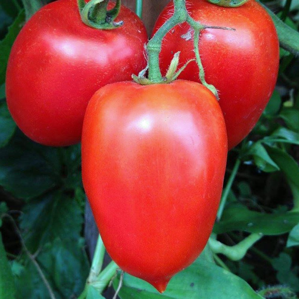 Tomato seeds online. Grow tomato from seeds. Heirloom tomato seeds
