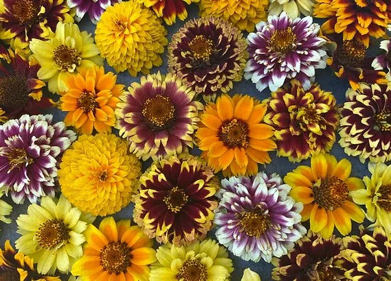 COVER CROP & VARIETY MIXES