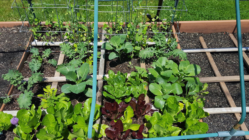 Tomia's Quick Vegetable Garden