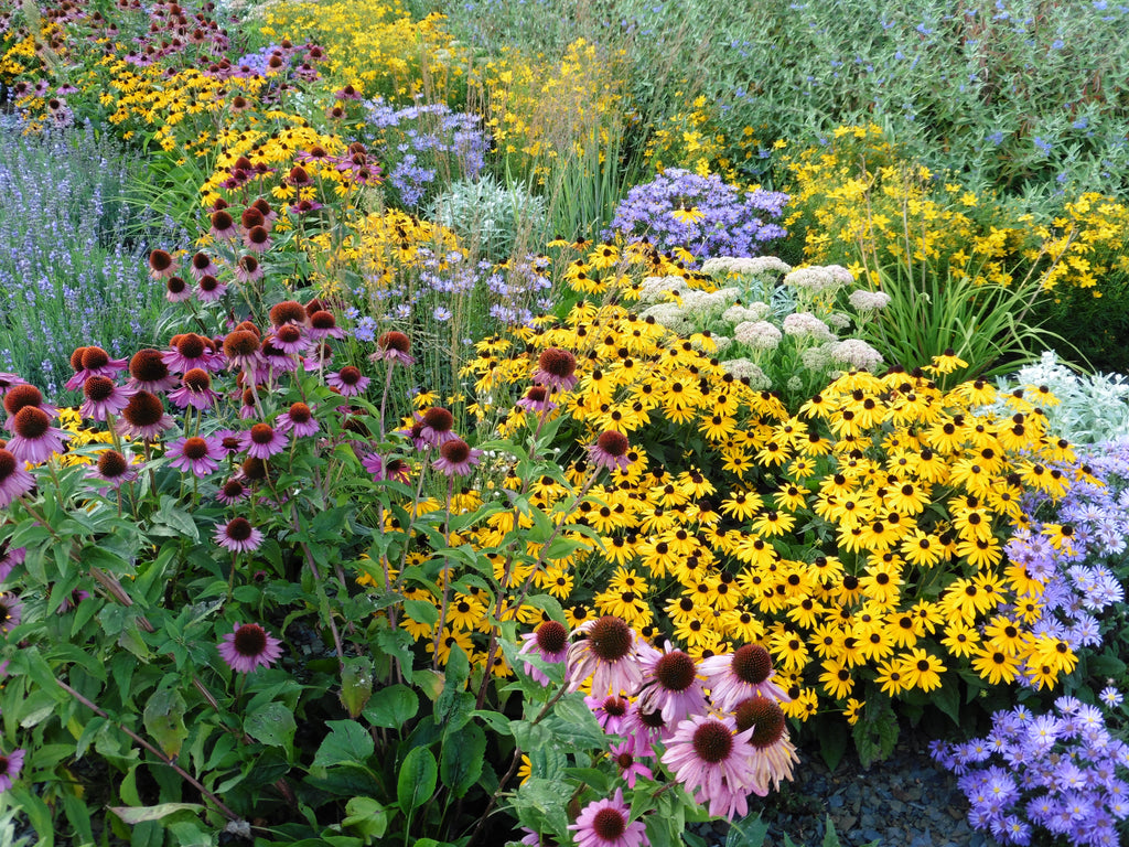 SOW IN FALL - FLOWERS