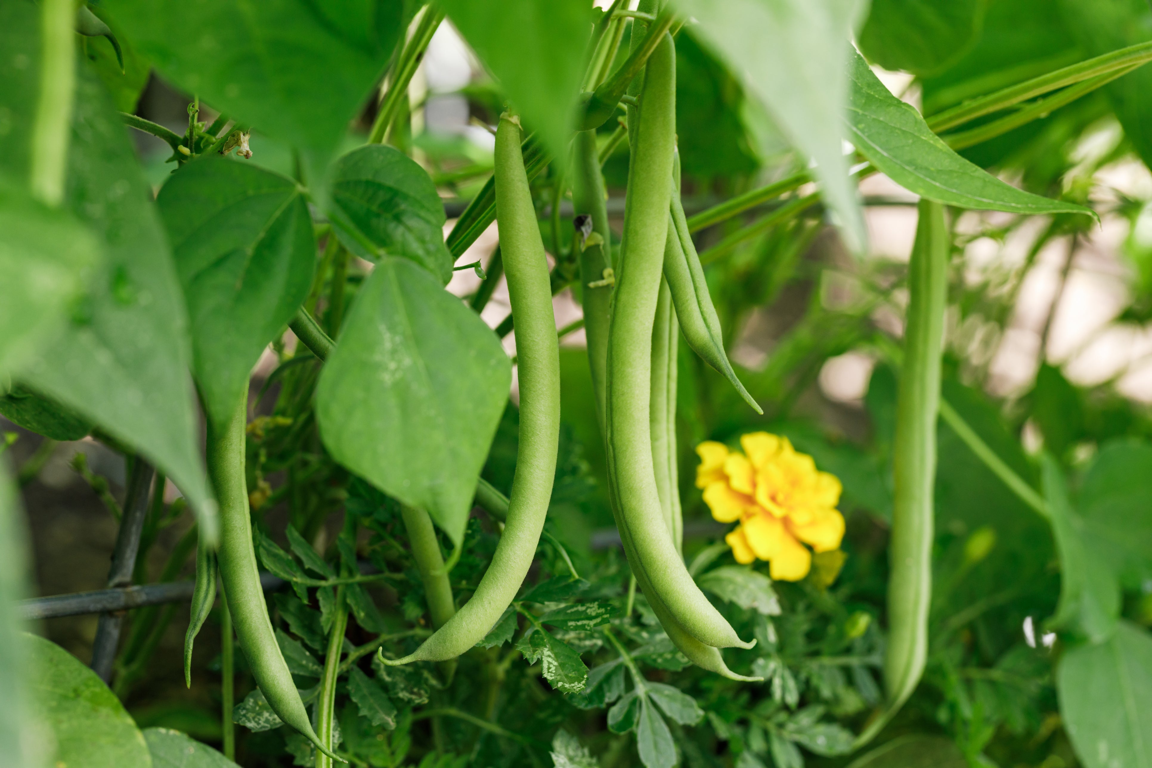 succulents that look like green beans Antigua Bean (Bush) – UJAMAA SEEDS