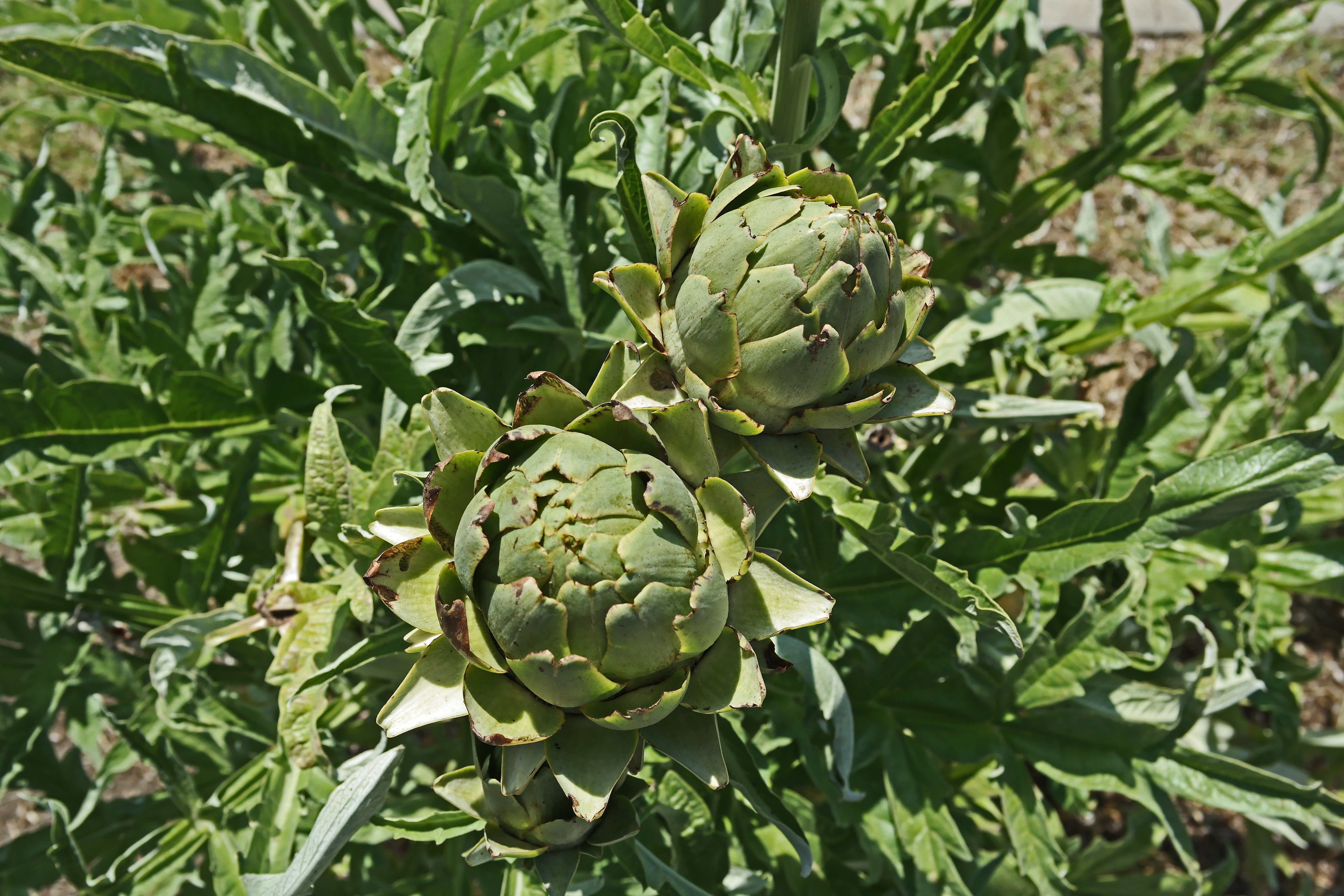 artichoke plant fertilizer Tavor Artichoke – UJAMAA SEEDS