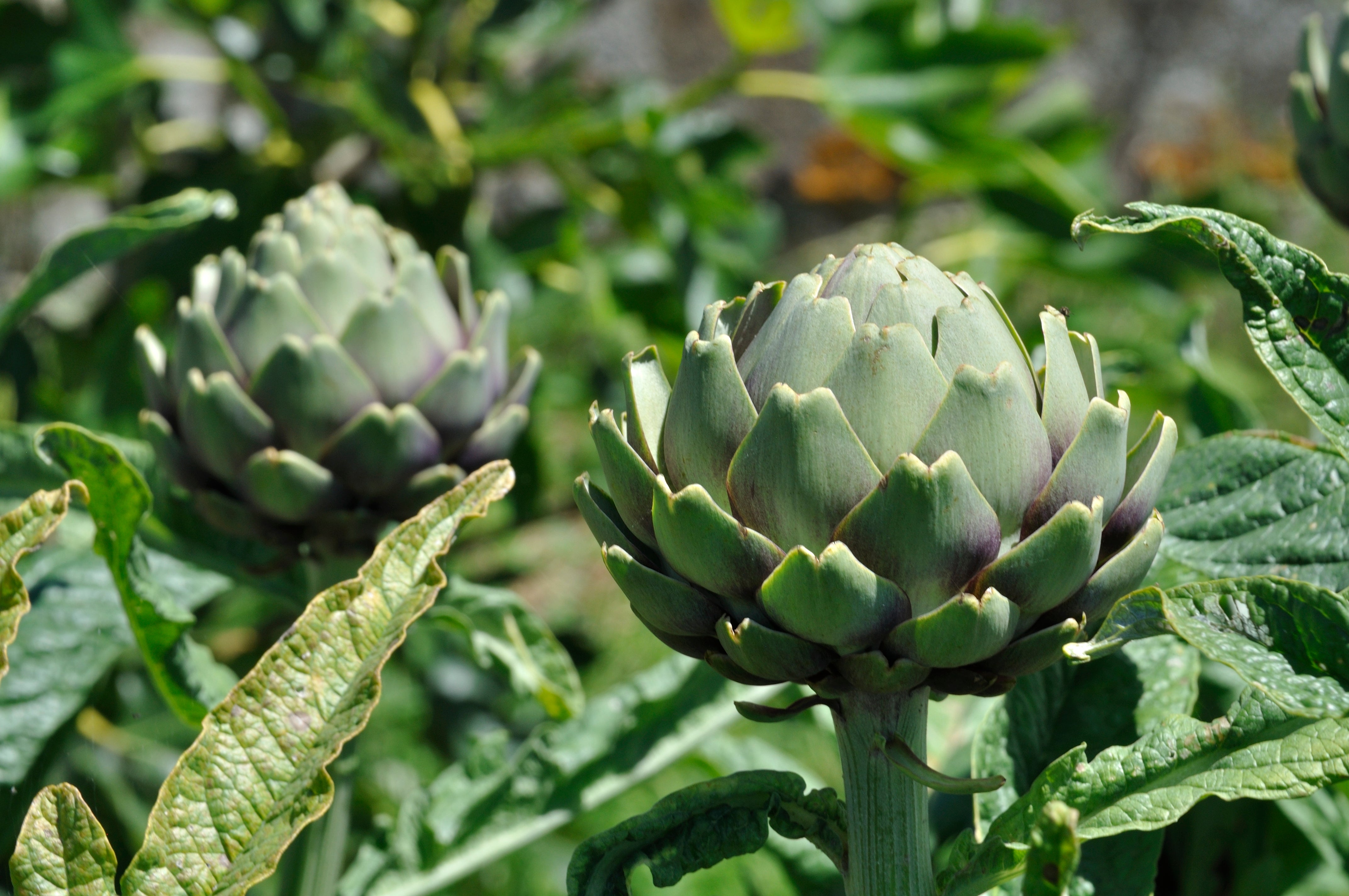 artichoke plant fertilizer Tavor Artichoke – UJAMAA SEEDS