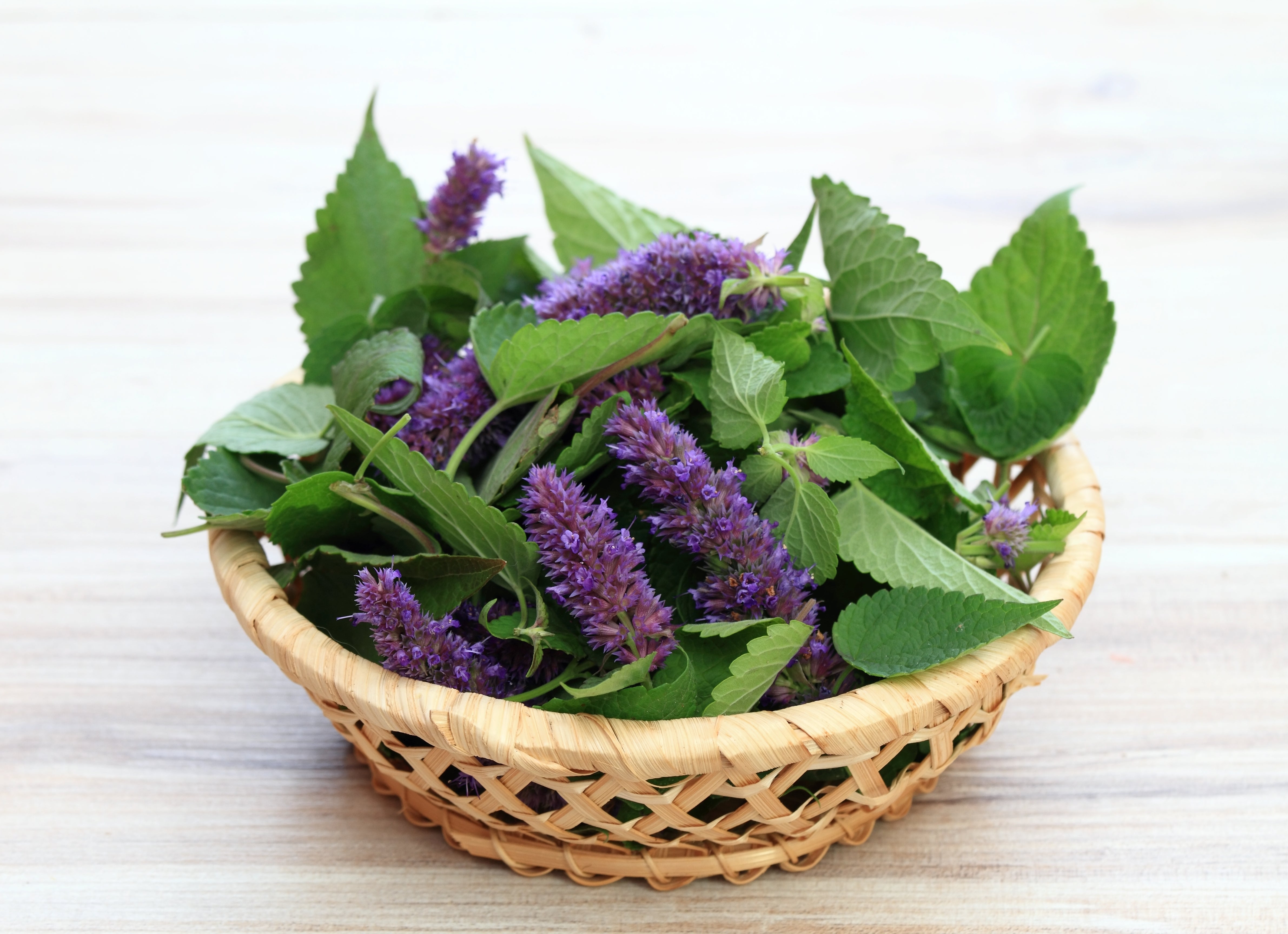 planting anise hyssop seeds Anise Hyssop – UJAMAA SEEDS