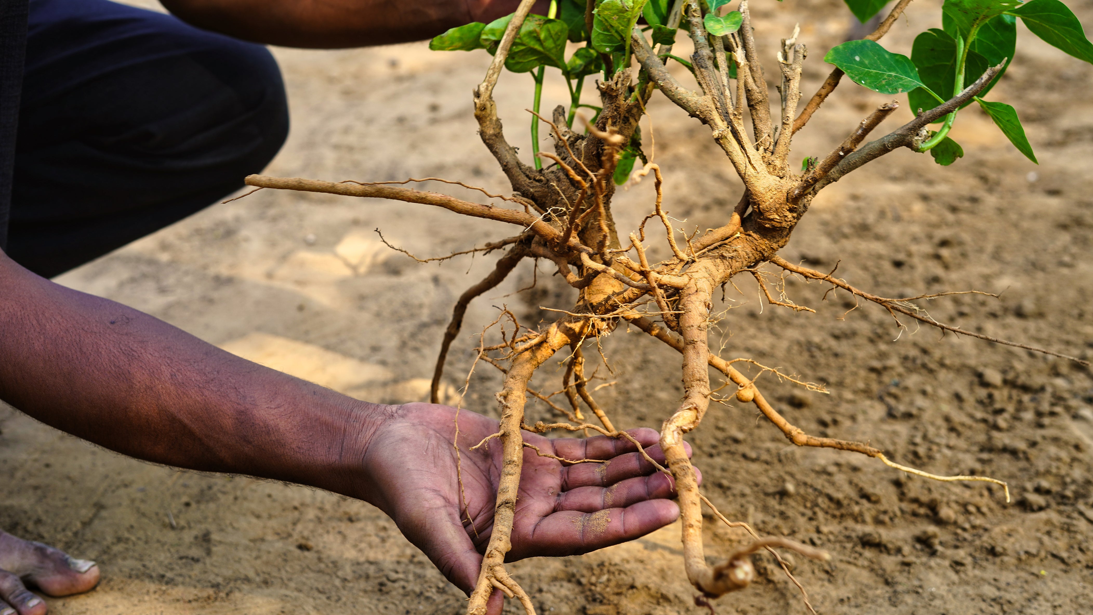 ashwagandha plant seeds Ashwagandha – UJAMAA SEEDS