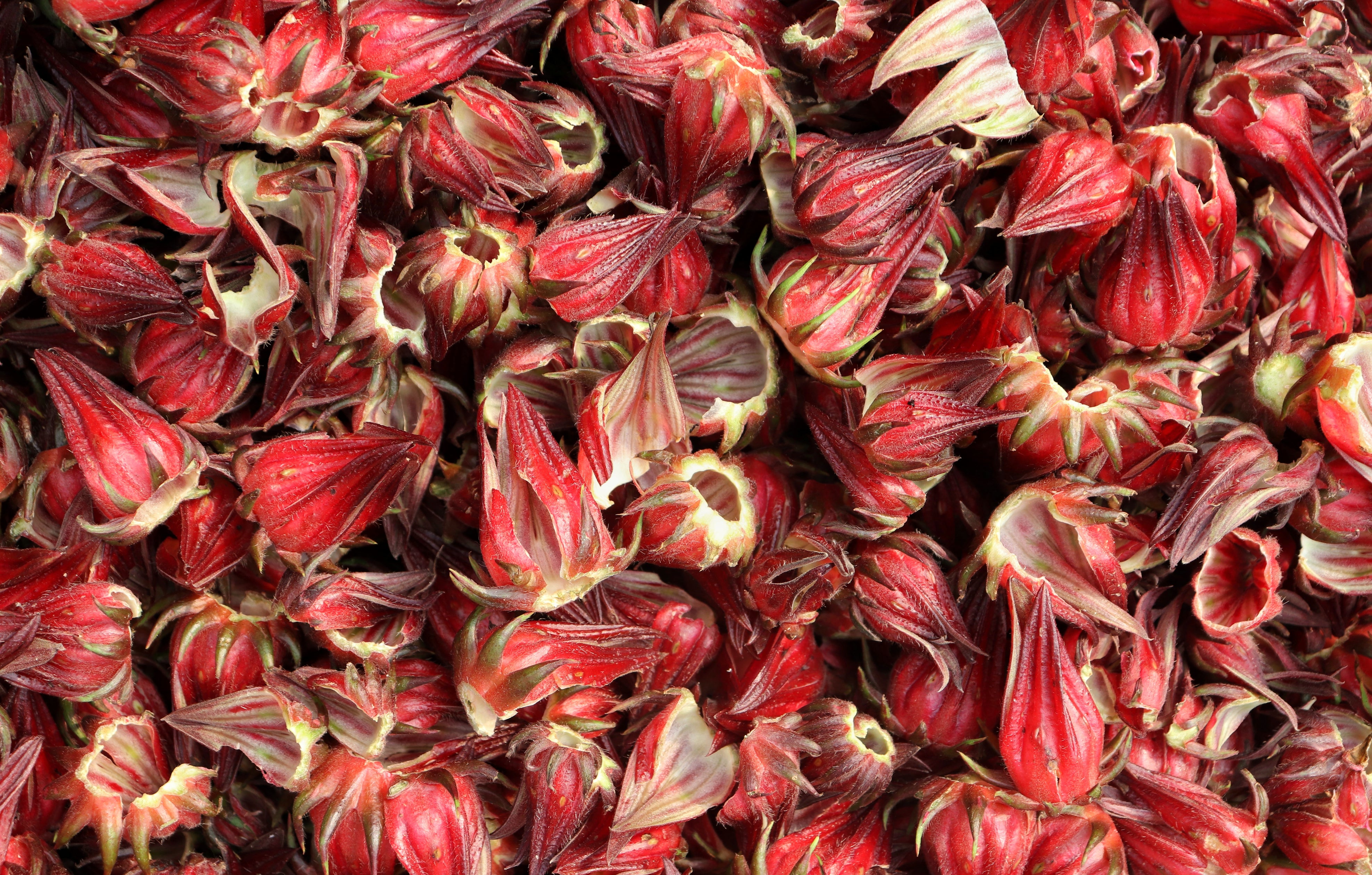 sour flower seeds Asian Sour Leaf Roselle Hibiscus (Sorrel) – UJAMAA SEEDS