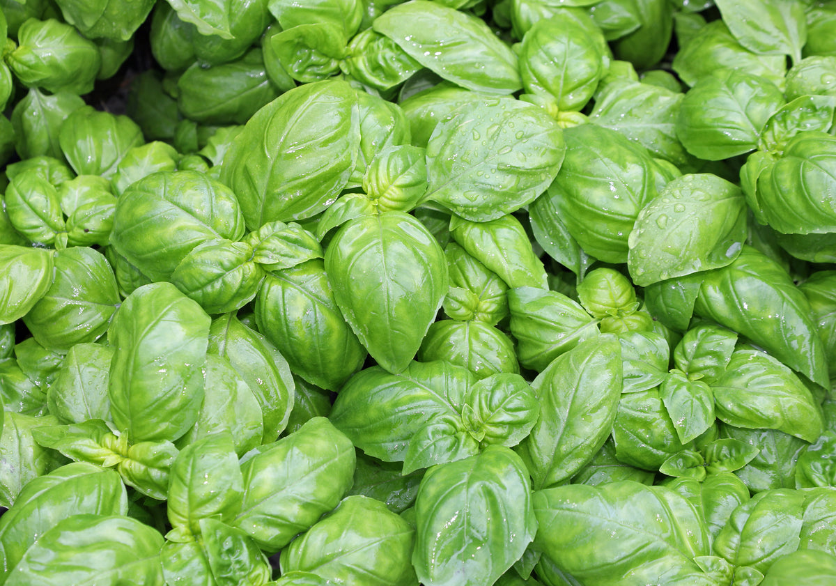 Genovese Basil – UJAMAA SEEDS