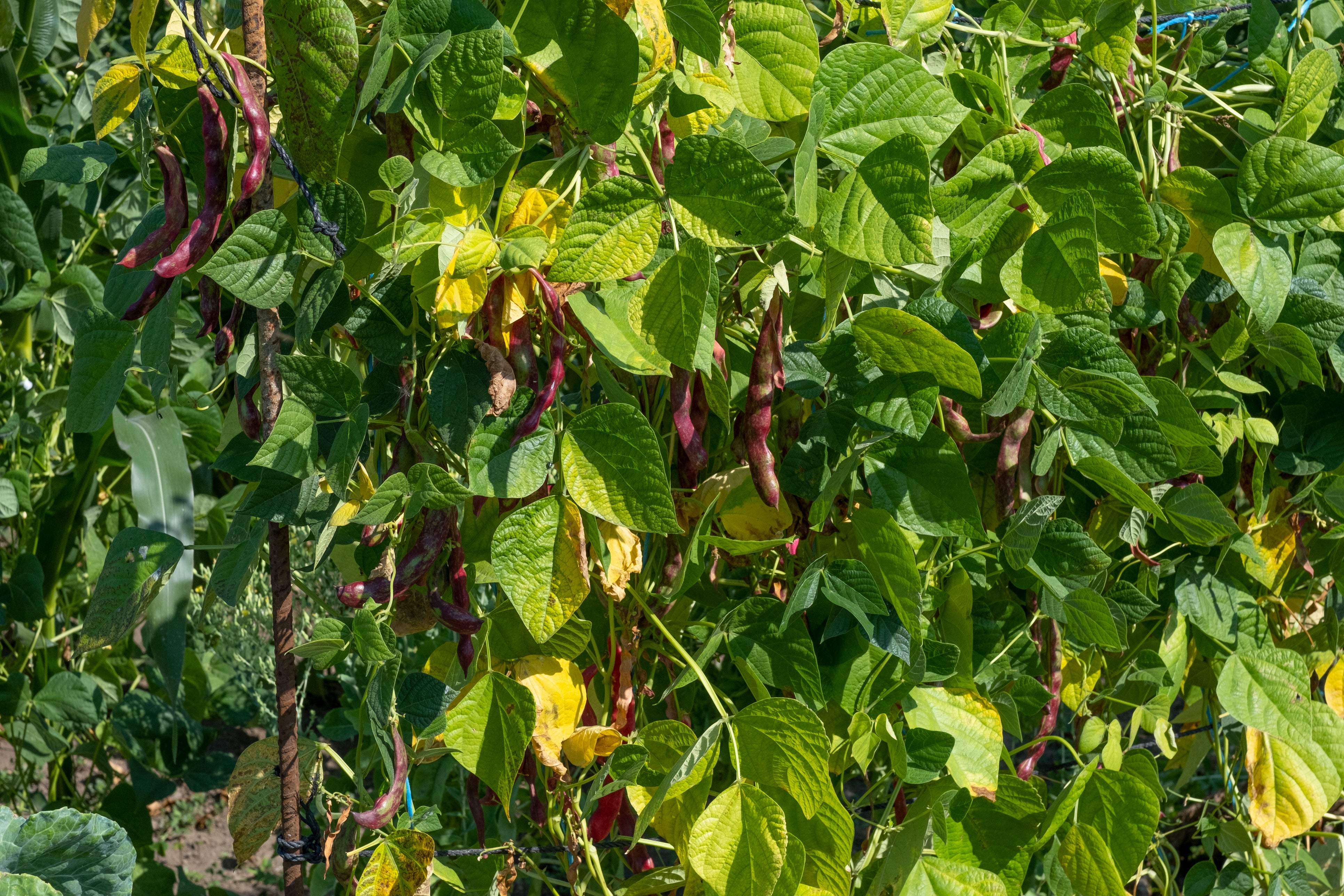 Big Red Ripper African (Southern) Pea – UJAMAA SEEDS