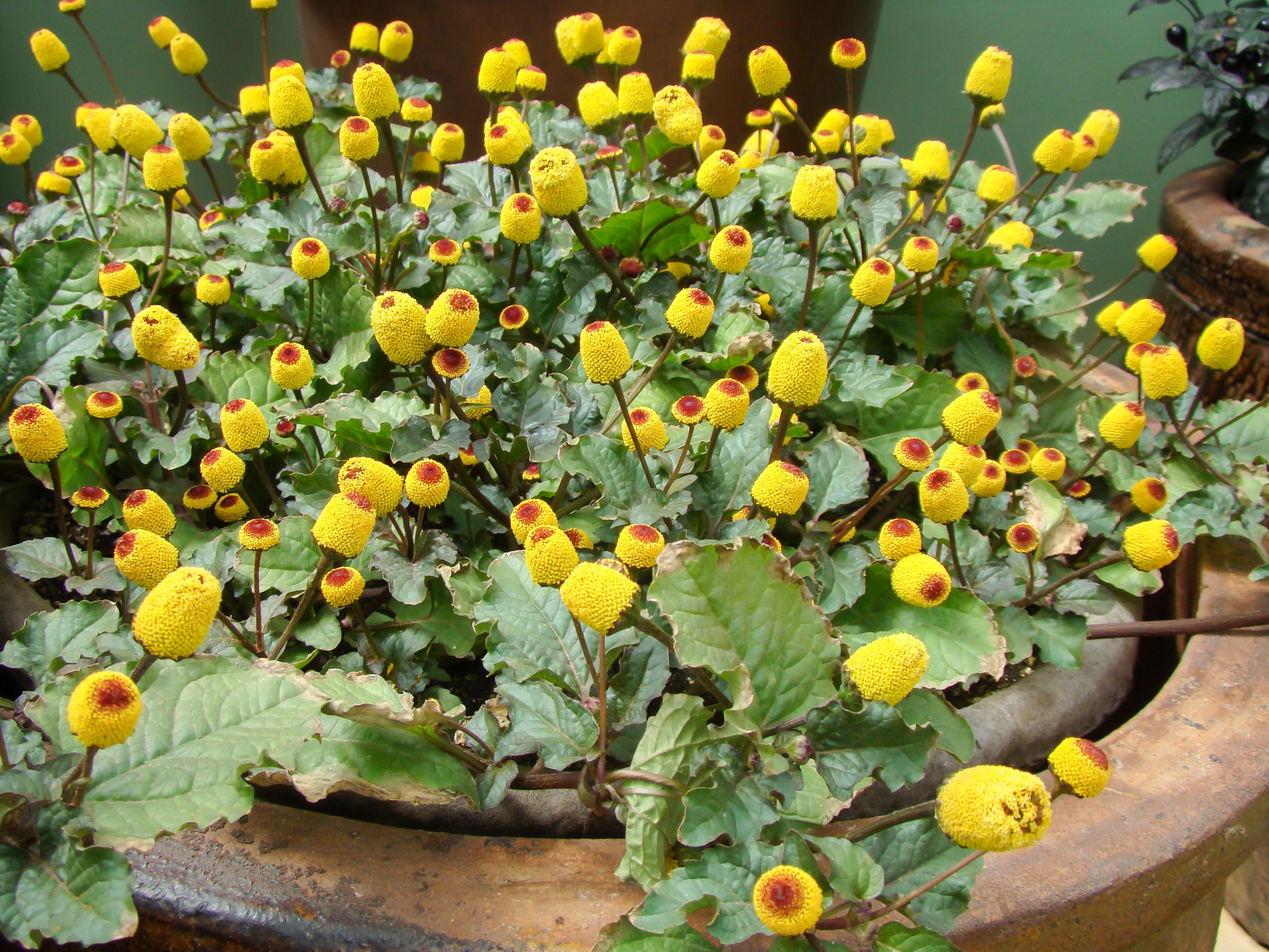 toothache plant seeds Bullseye Spilanthes – UJAMAA SEEDS