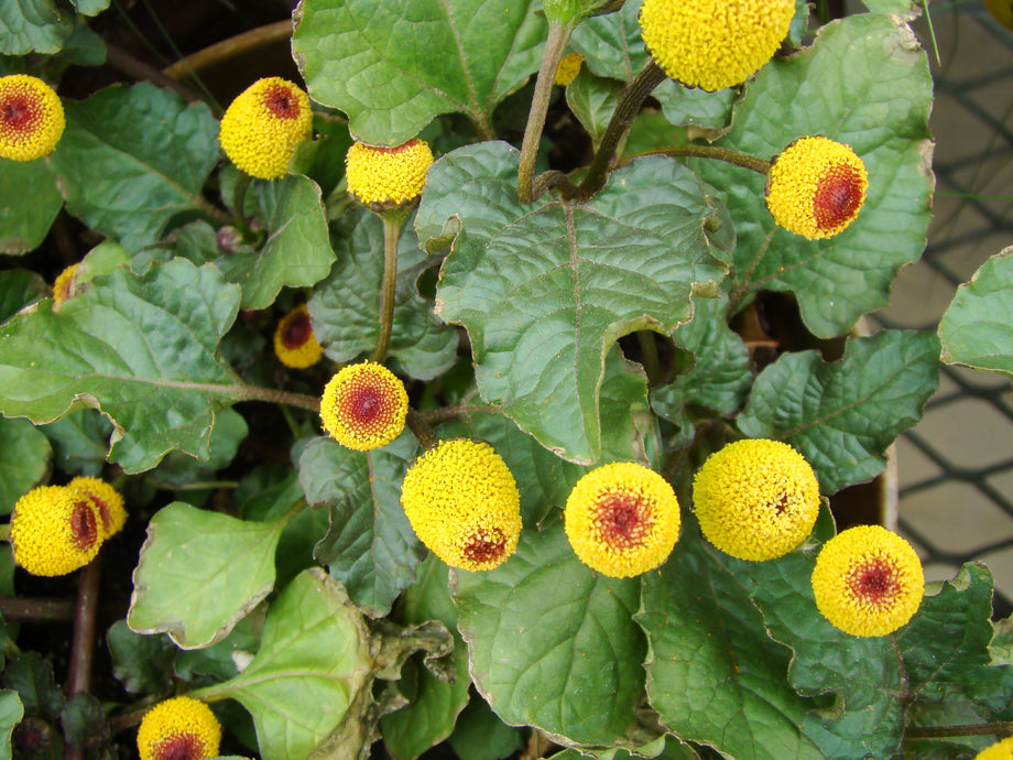 Bullseye Spilanthes – UJAMAA SEEDS