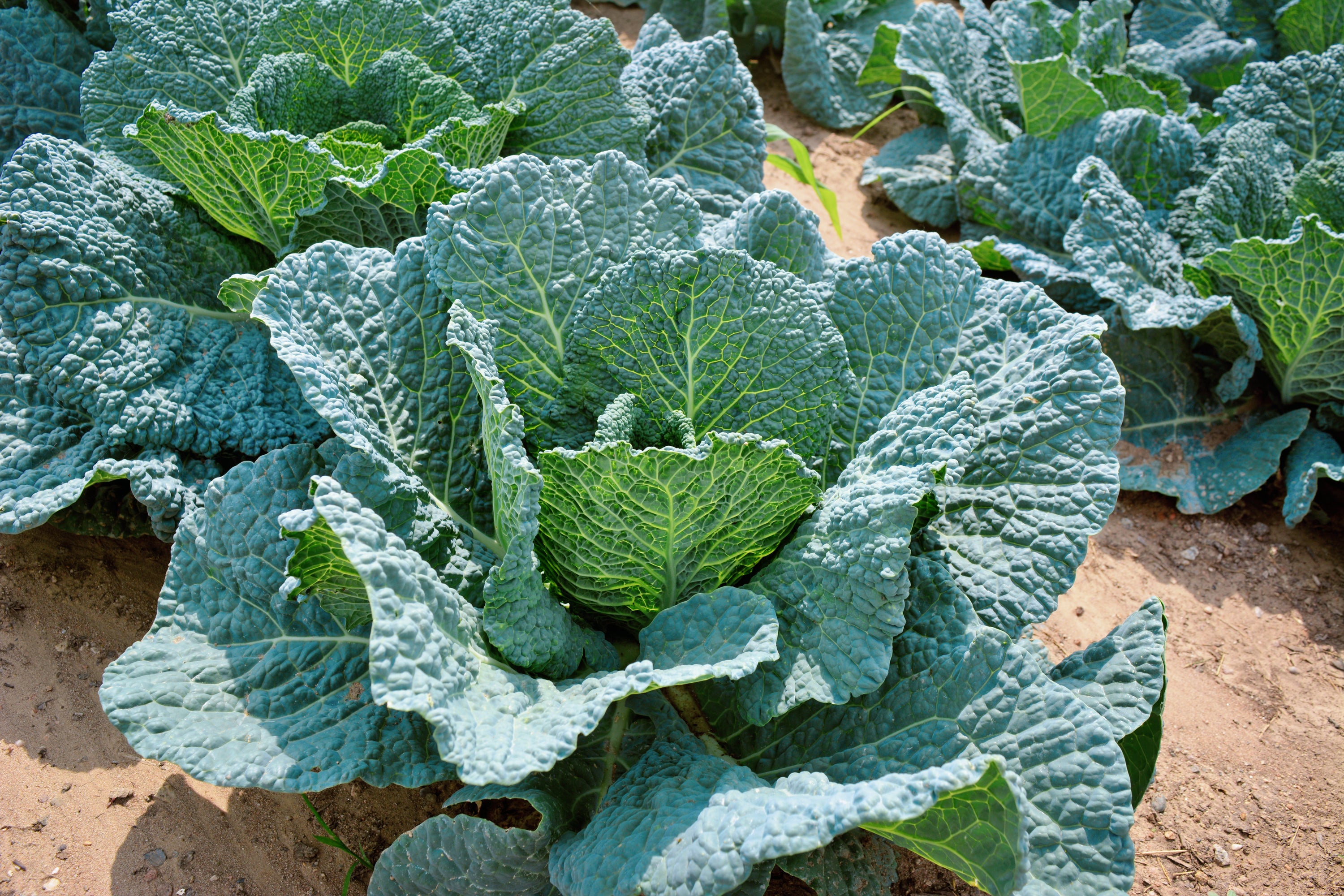 chinese cabbage succulent scientific name Yukina Savoy Chinese Cabbage – UJAMAA SEEDS