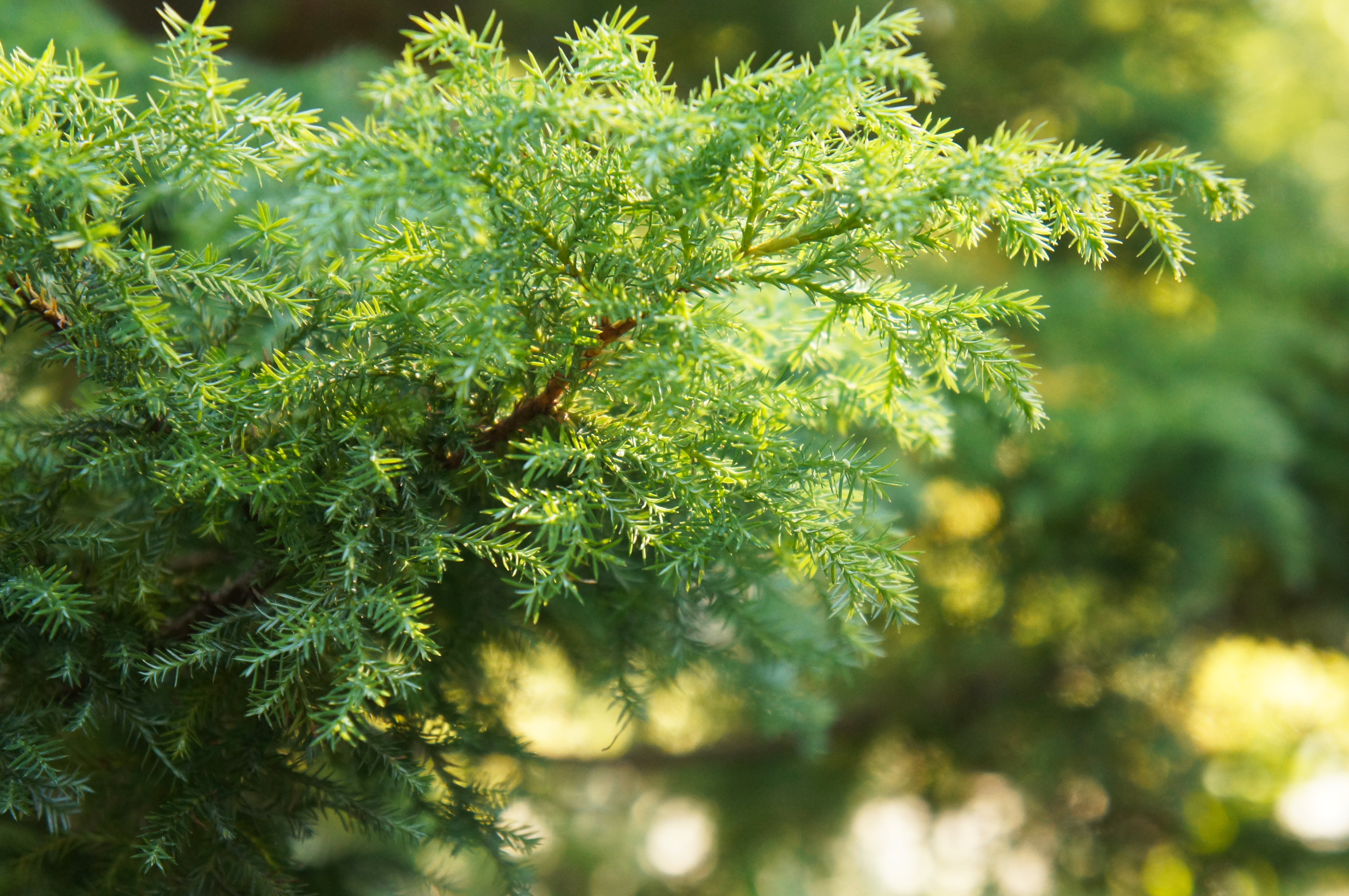 Eastern Red Cedar Tree