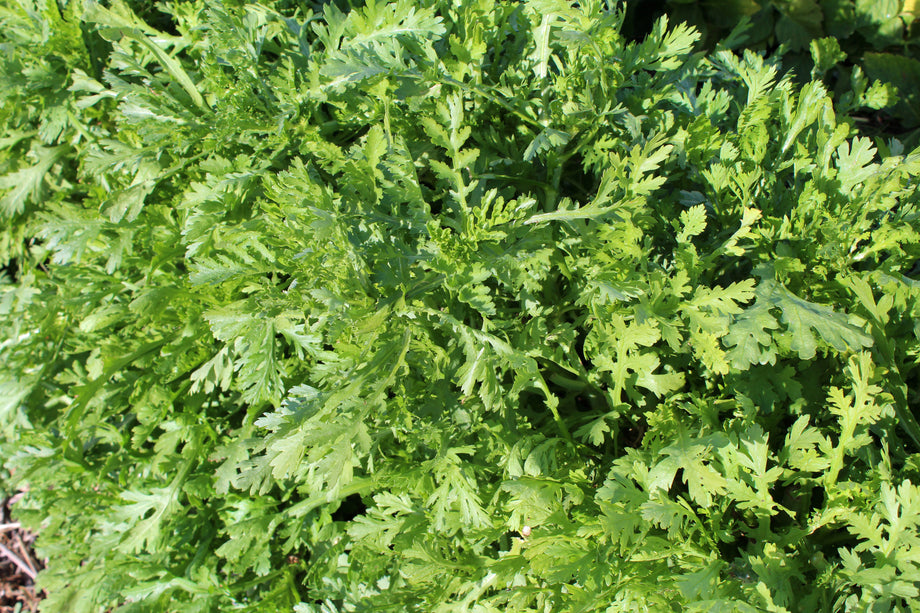 Shungiku Garland Round Leaf (Edible Chrysanthemum) – UJAMAA SEEDS