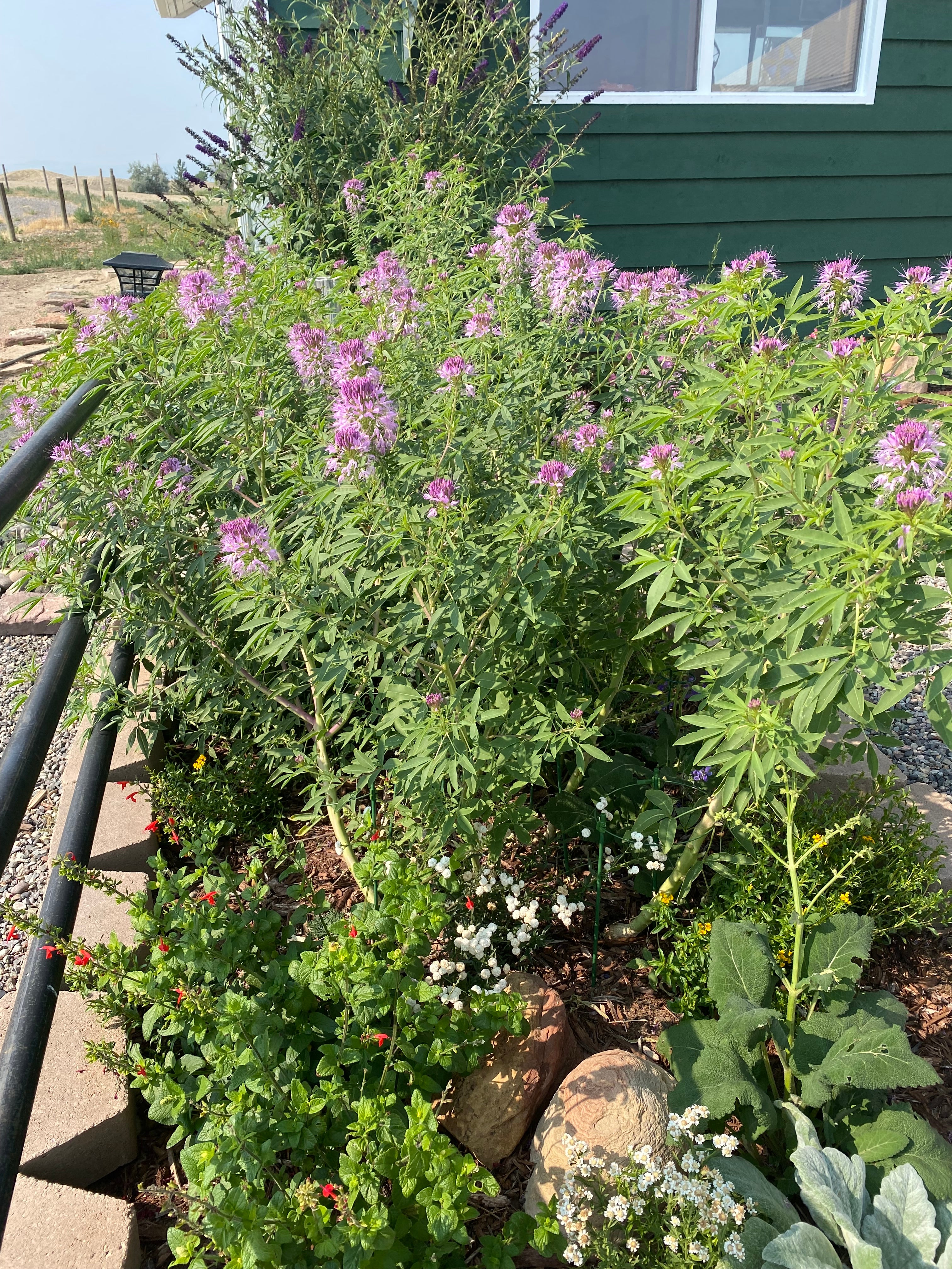 bee plant seeds Rocky Mountain Bee Plant – UJAMAA SEEDS