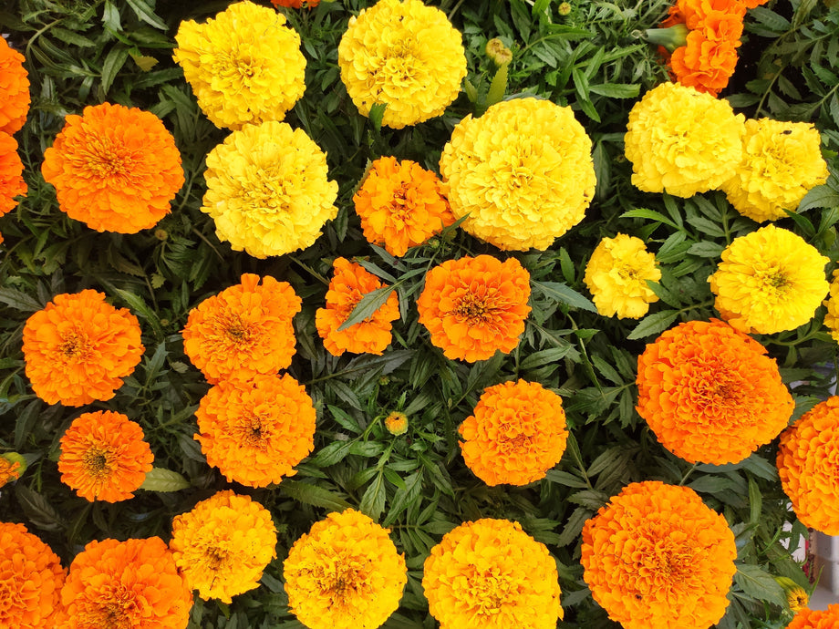 mexican marigold seed Cracker Jack Marigold – UJAMAA SEEDS