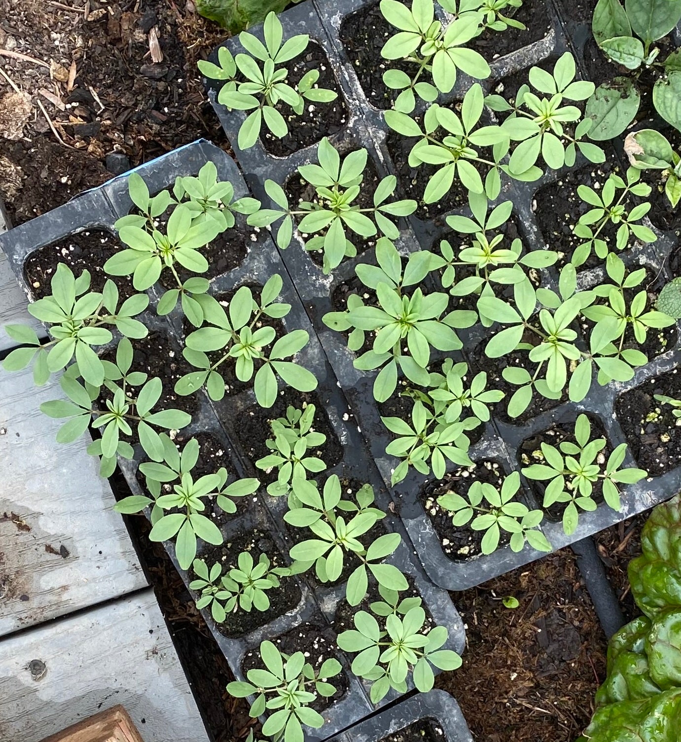 bee plant seeds Rocky Mountain Bee Plant – UJAMAA SEEDS