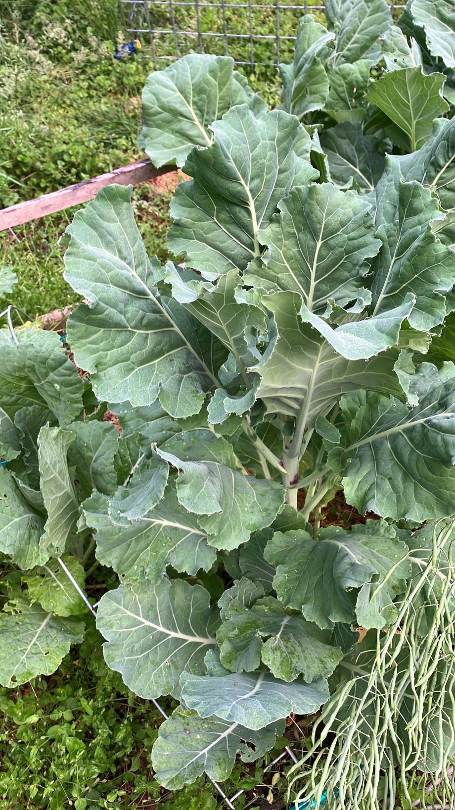 planting collard greens seeds E.B. Paul Collards – UJAMAA SEEDS