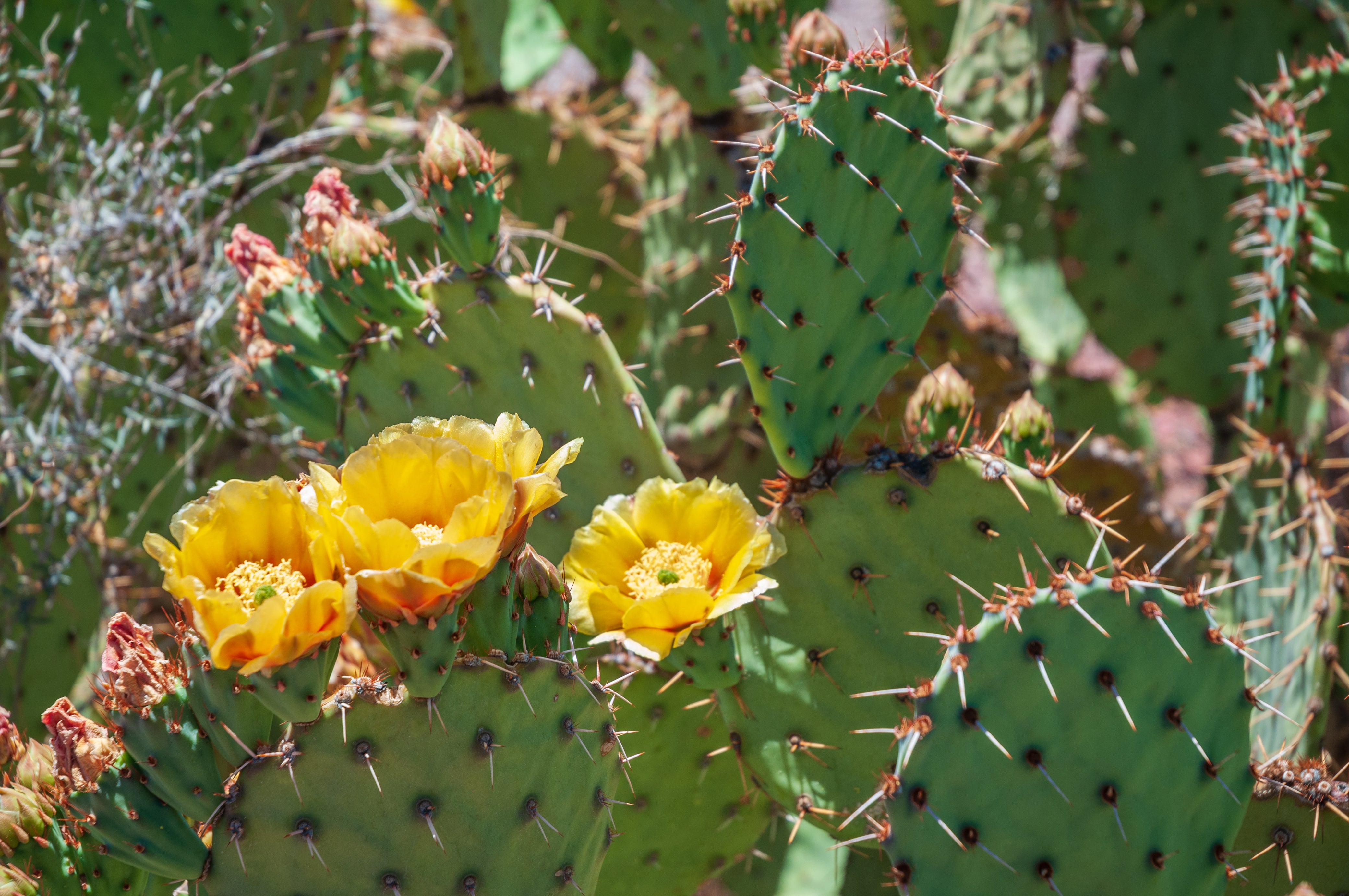eastern prickly pear cactus seeds Eastern Prickly Pear – UJAMAA SEEDS