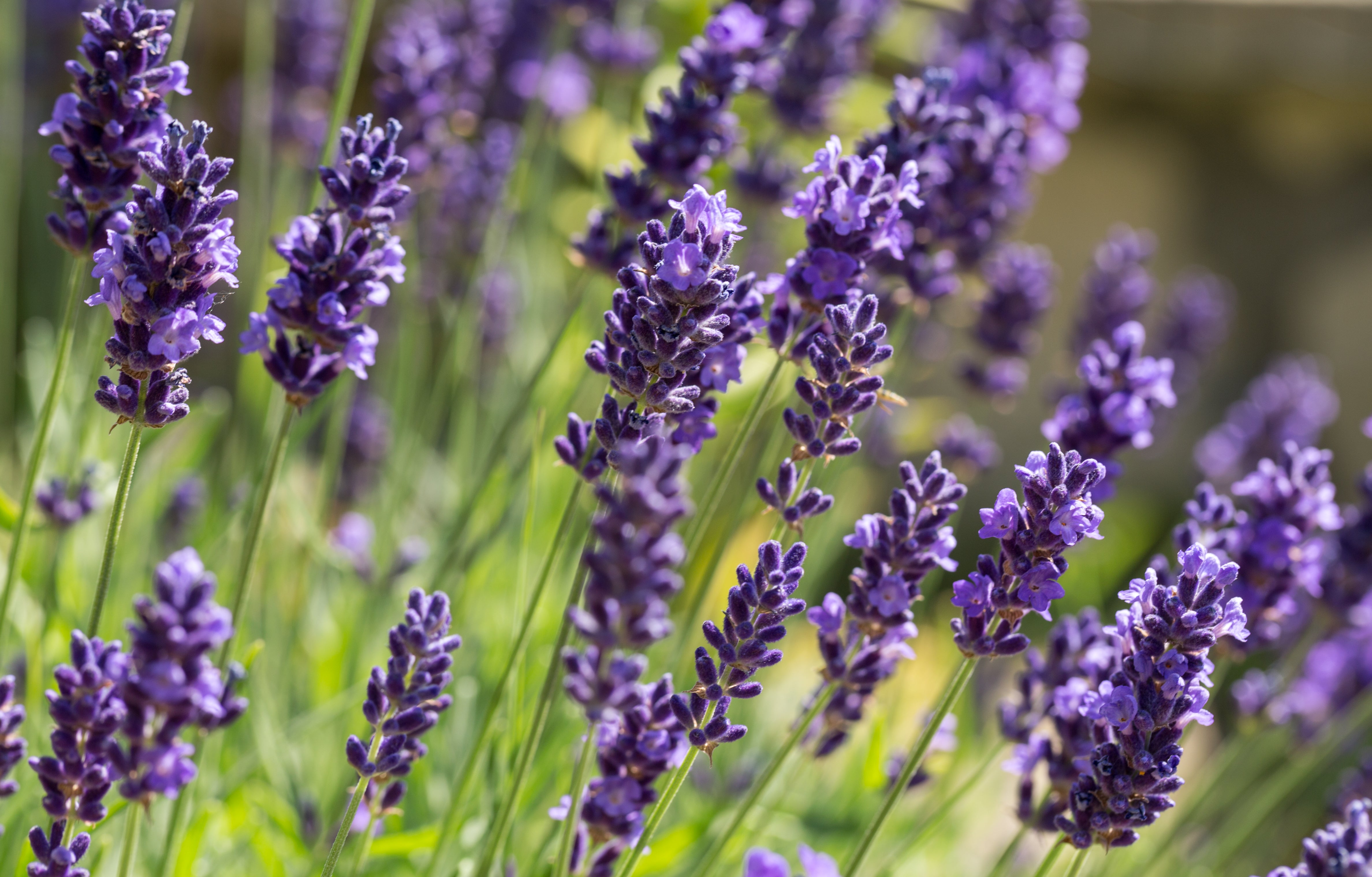 dark lavender flower Ellagance Purple Lavender – UJAMAA SEEDS