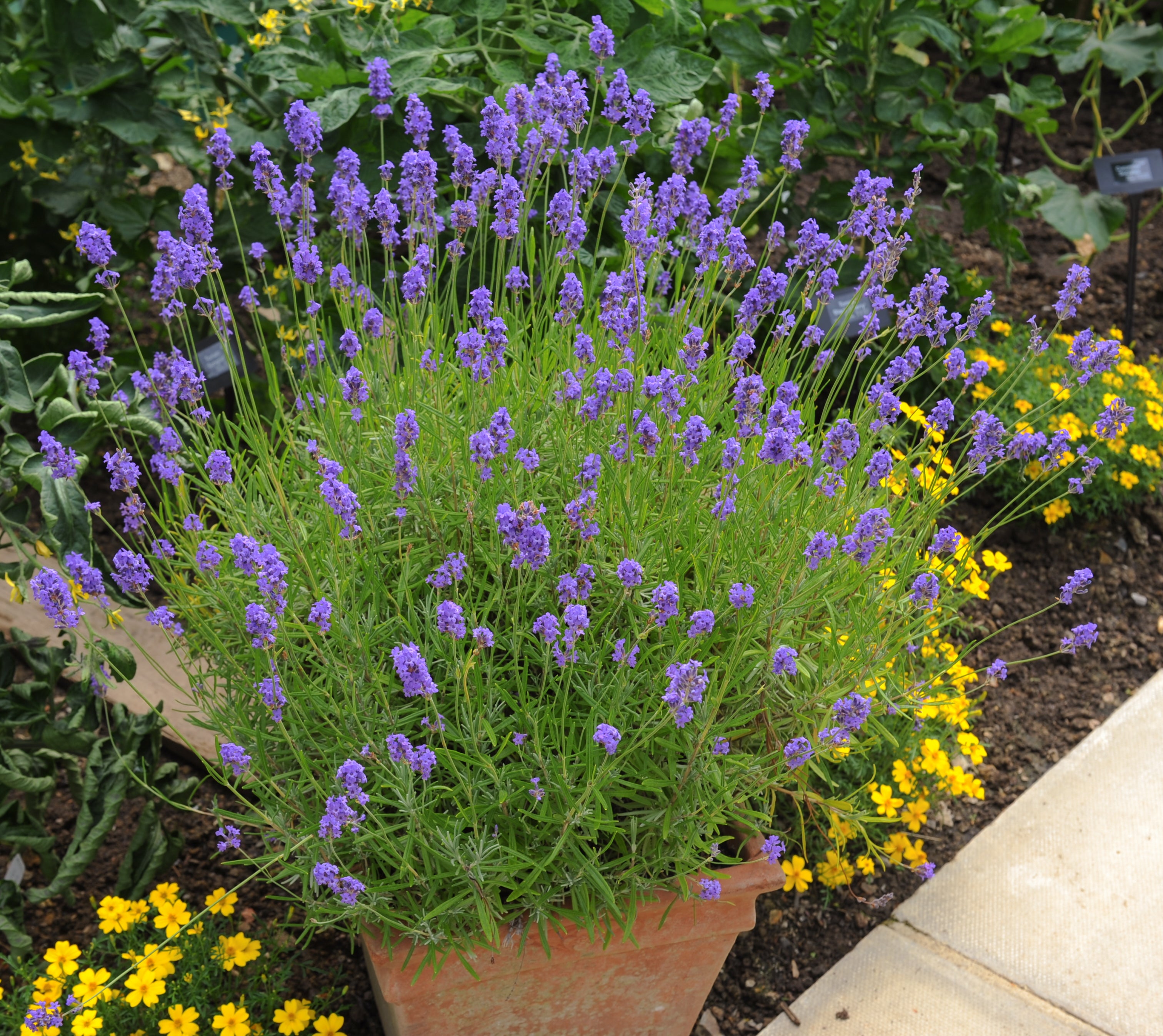 ellagance lavender plant Ellagance Purple Lavender – UJAMAA SEEDS