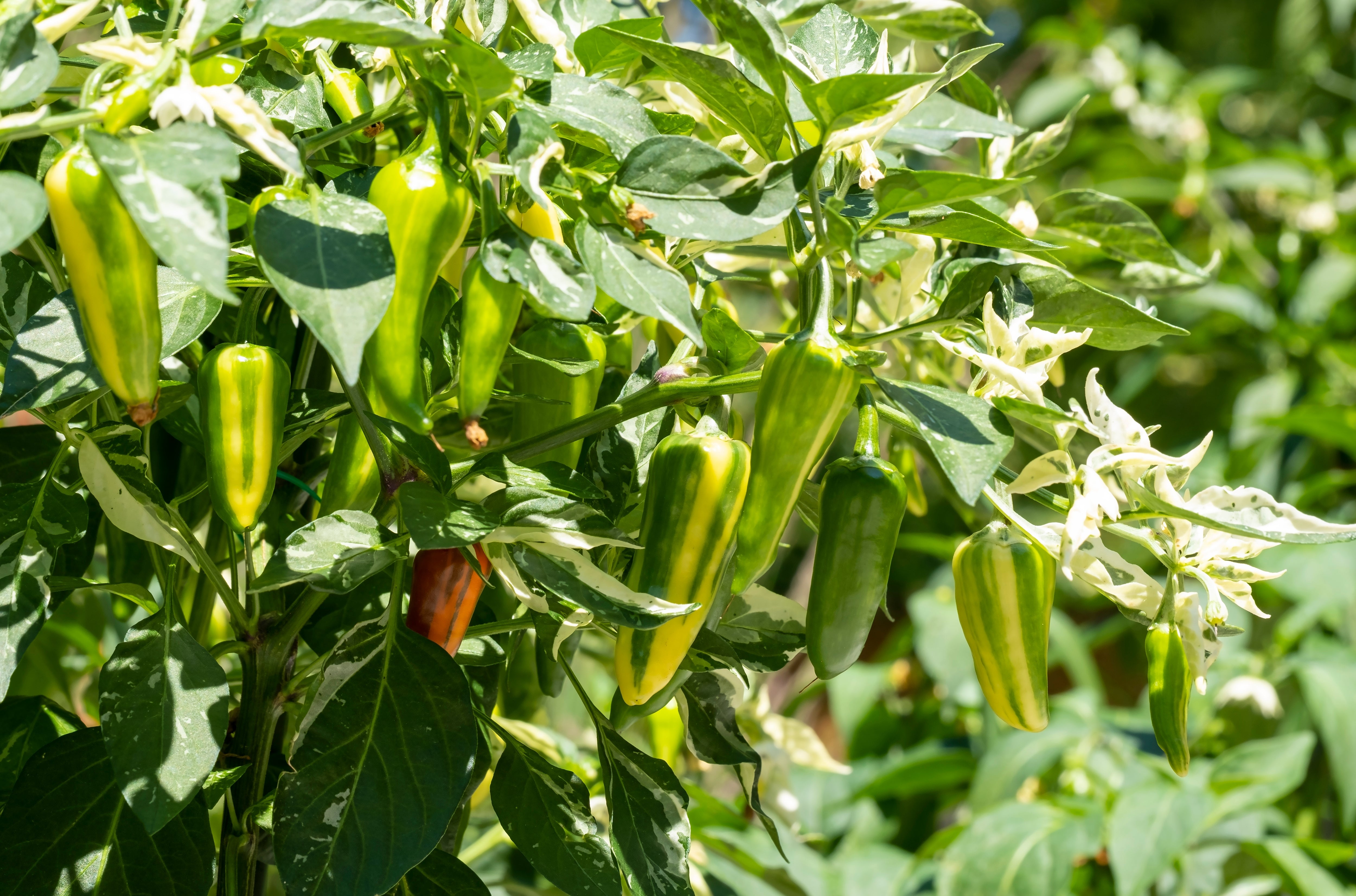 fish fertilizer pepper plants Fish Pepper (Hot) – UJAMAA SEEDS